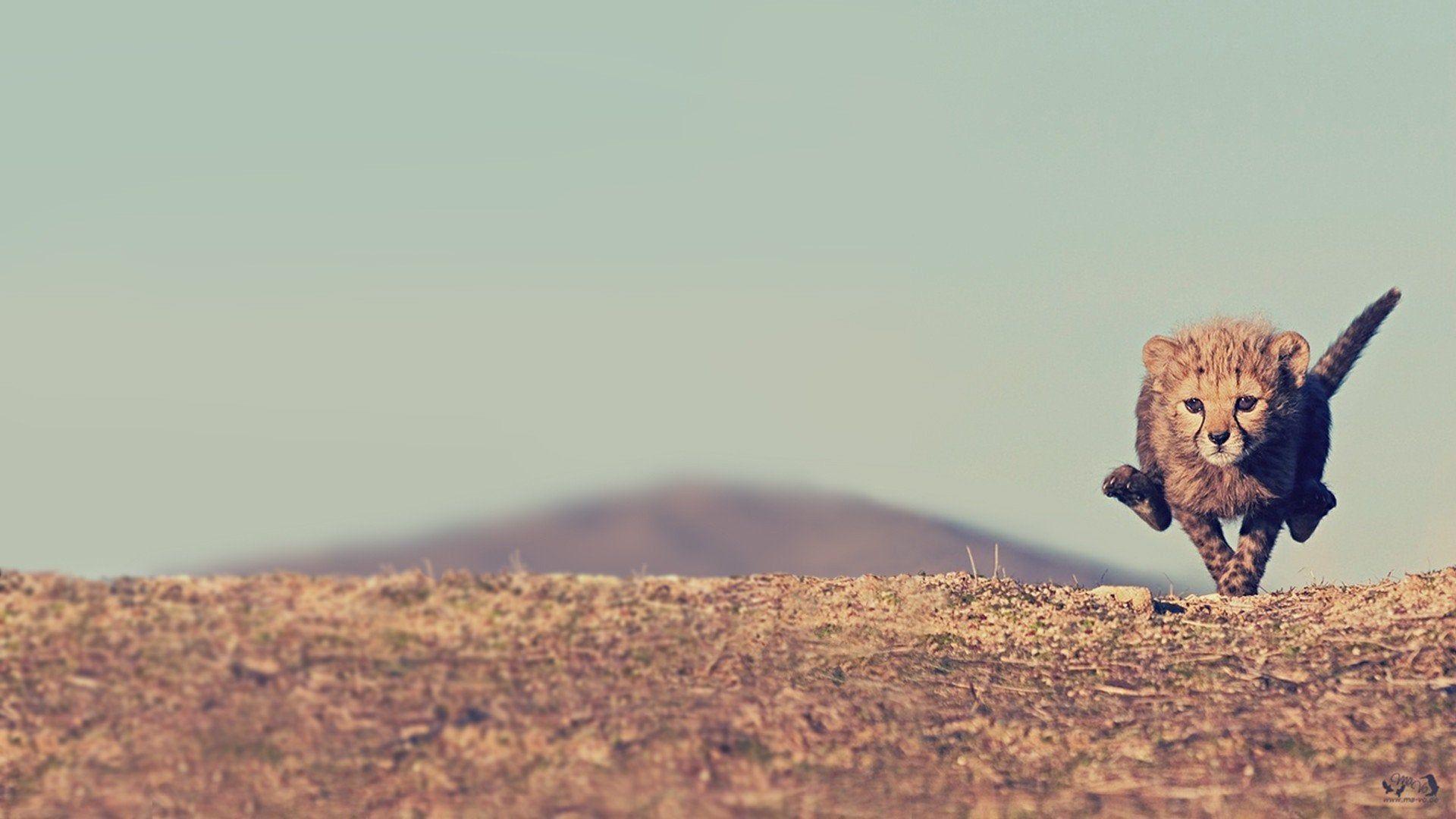 1920x1080 Baby cheetah [1920x1080]