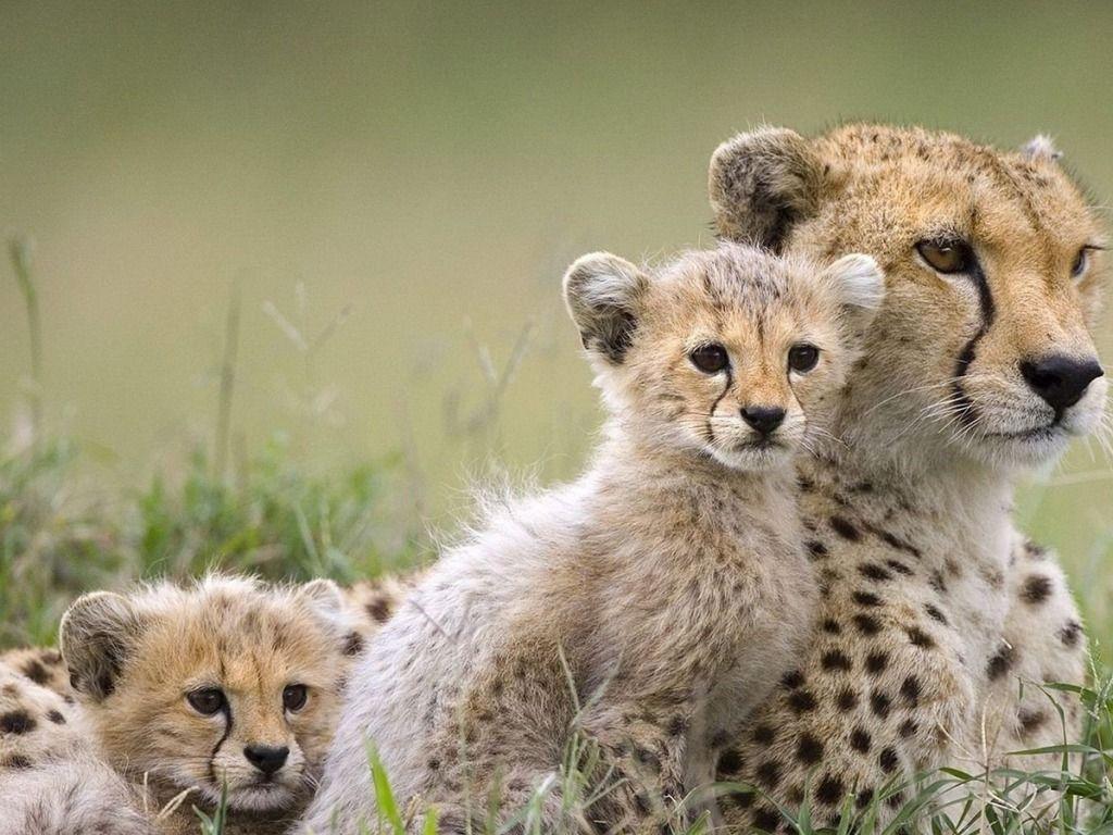 Cute Cheetah Wallpapers - Top Free Cute Cheetah Backgrounds ...