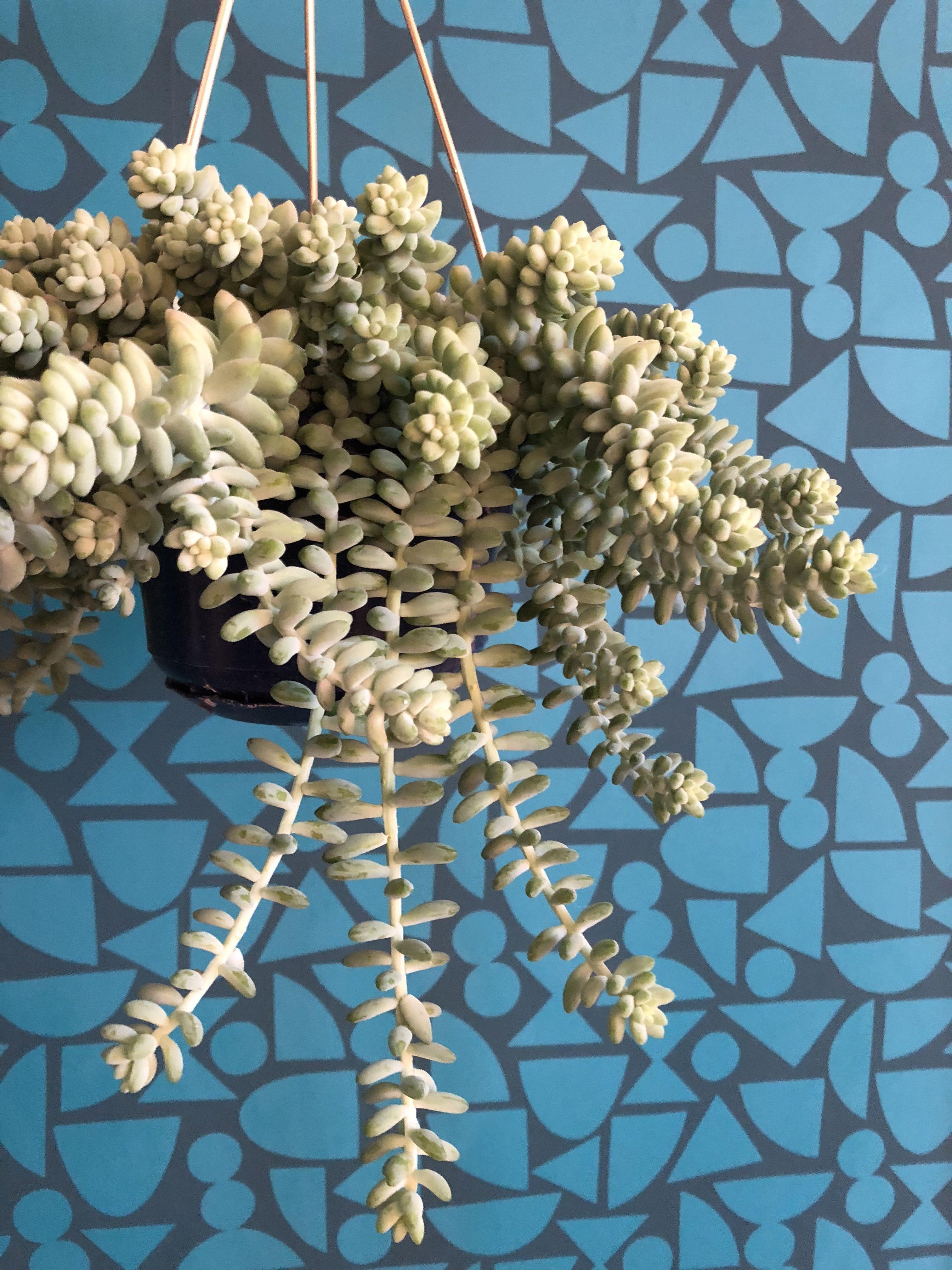 3024x4032 Pantone's Colour of the Year 2020. Classic
