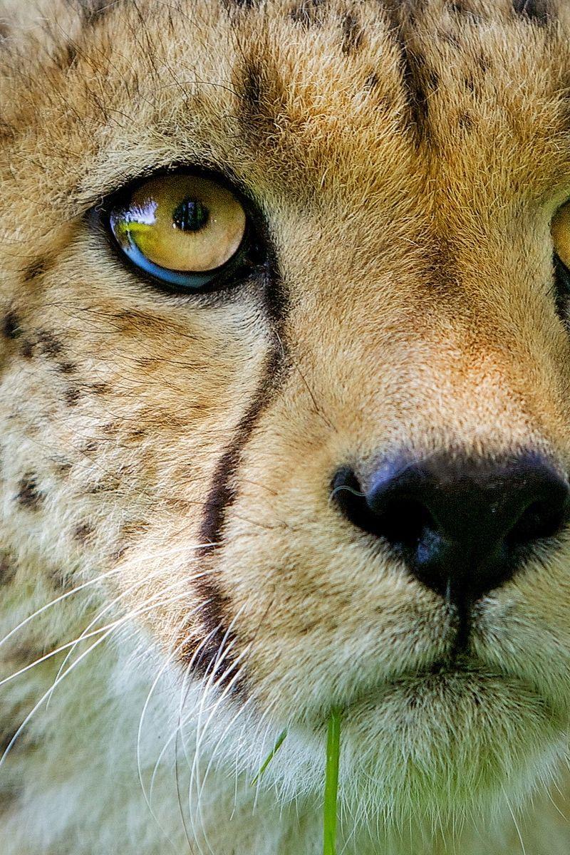 800x1200 Download Wallpaper 800x1200 Cheetah, Face, Baby, Nose, Close Up