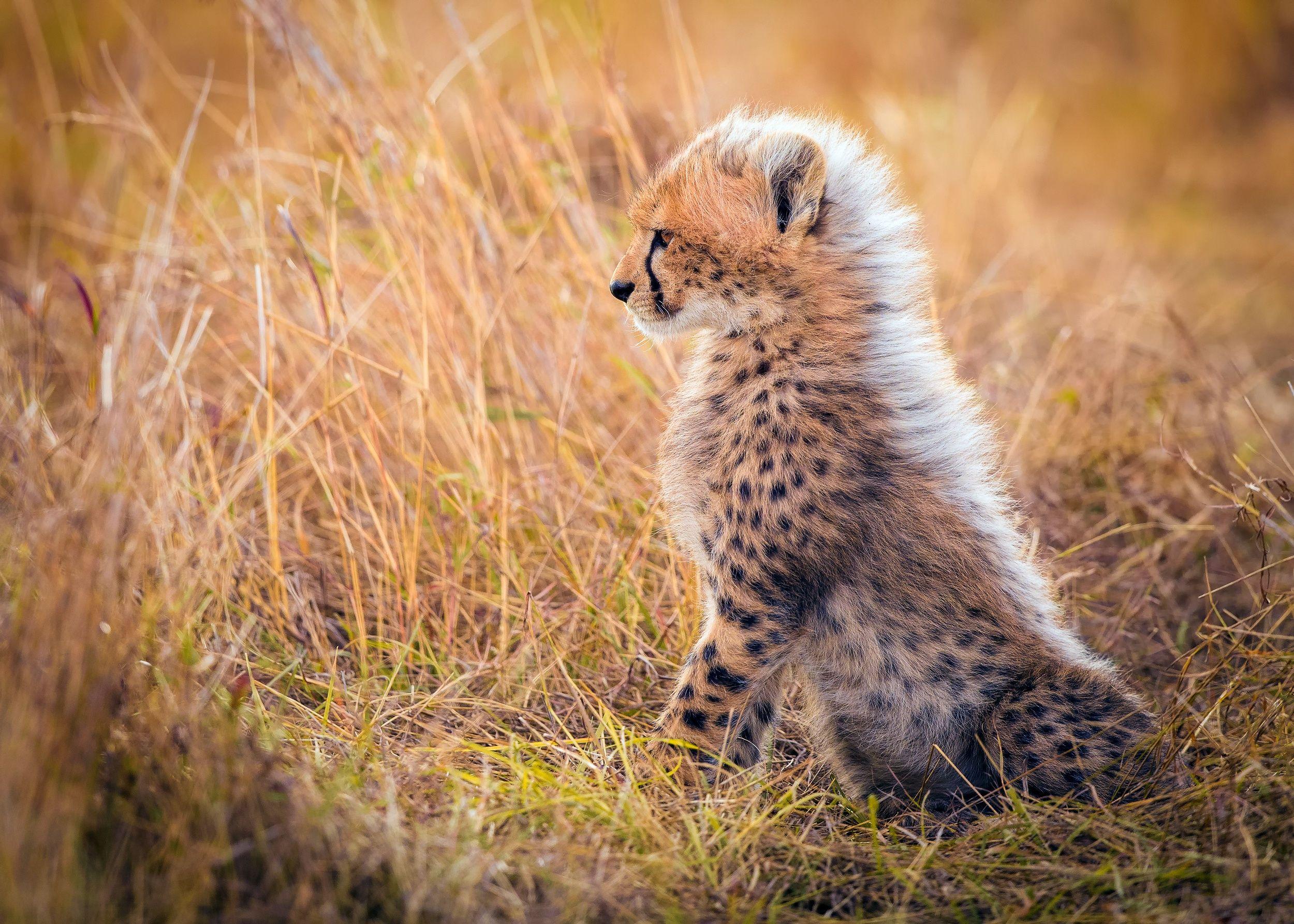 2500x1786 Cheetah HD Wallpaper