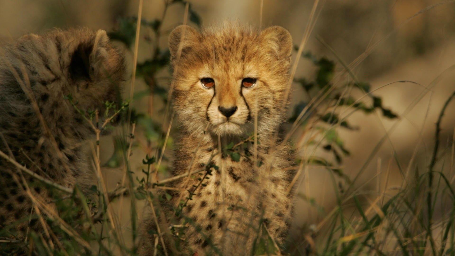1920x1080 Cheetah, animals, baby animals, cheetahs HD wallpaper. Wallpaper