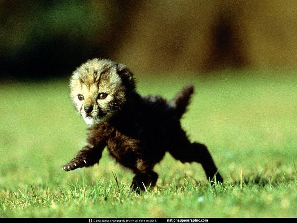 1024x768 Baby Cheetah Picture wallpaperx768