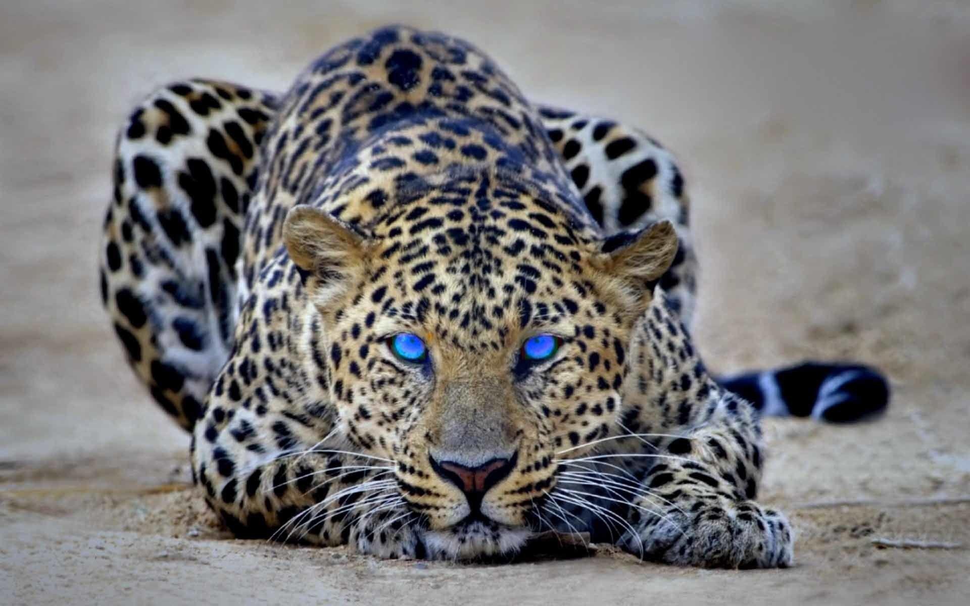 1920x1200 Wallpaper of Cheetah