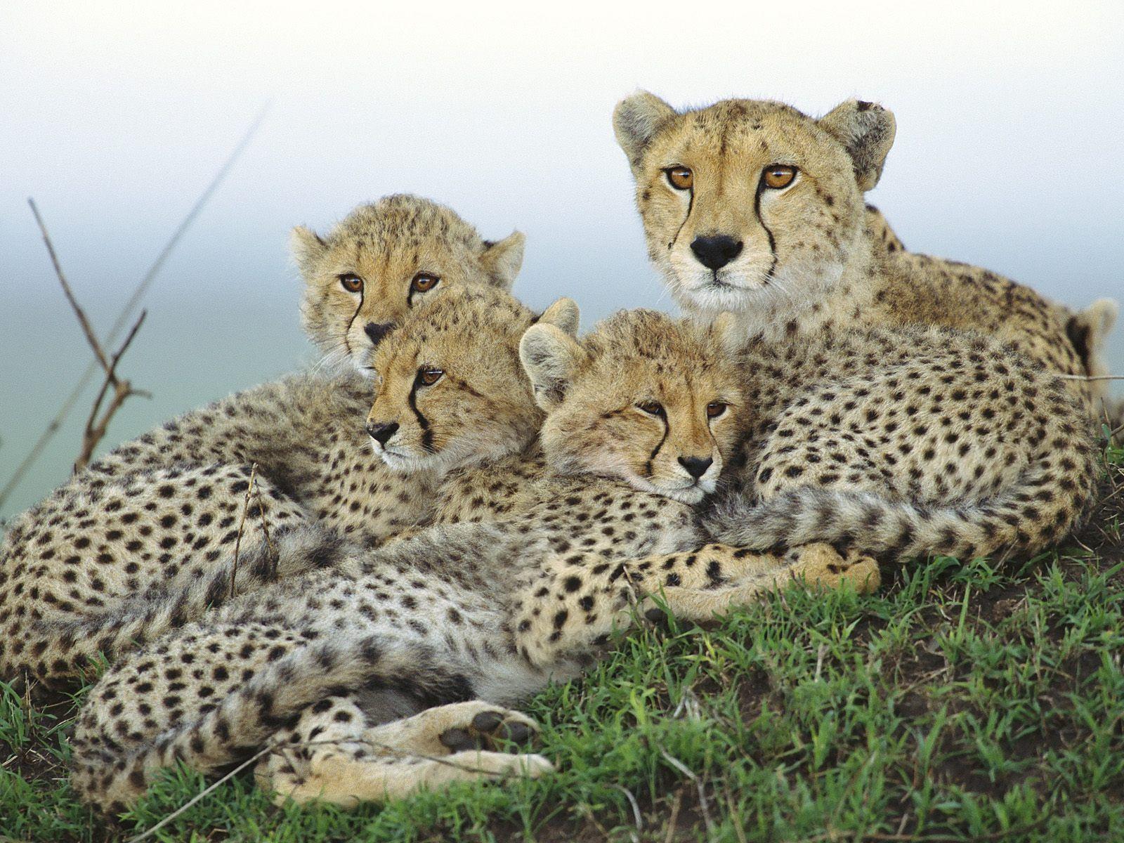 1600x1200 Cheetah Wallpaper. Pink Cheetah