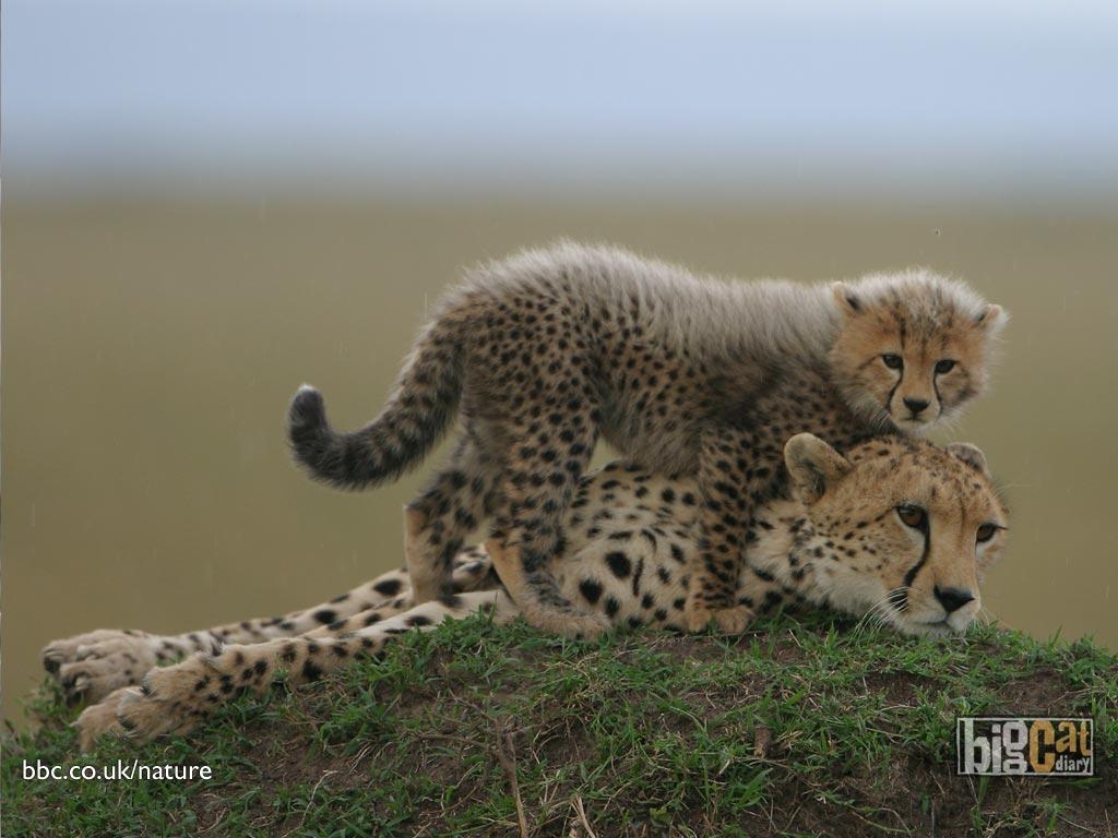 1024x768 Free download Baby Cheetah Wallpaper Amazing Wallpaper 1024x768