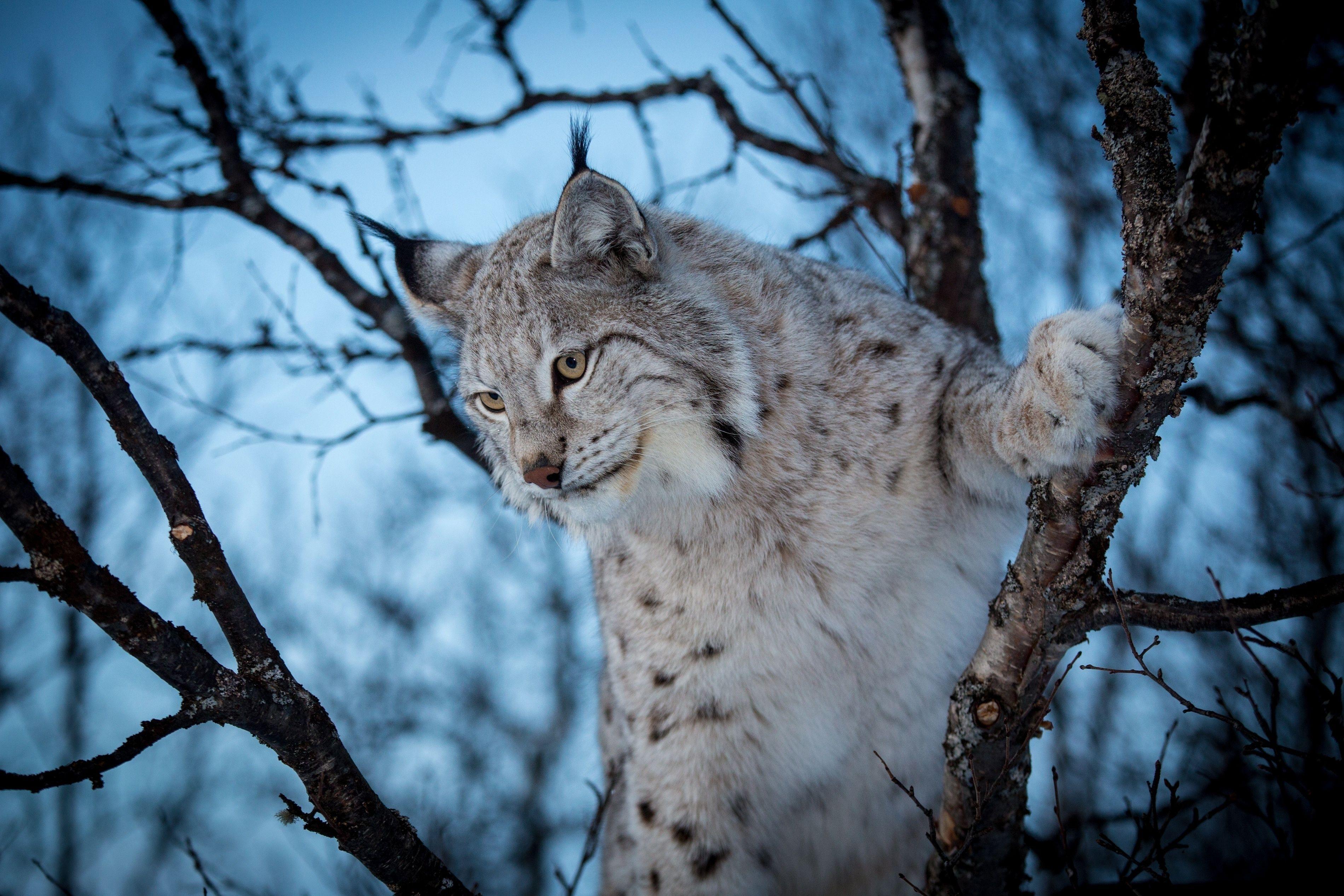 Lynx 4K wallpapers for your desktop or mobile screen free and easy to  download