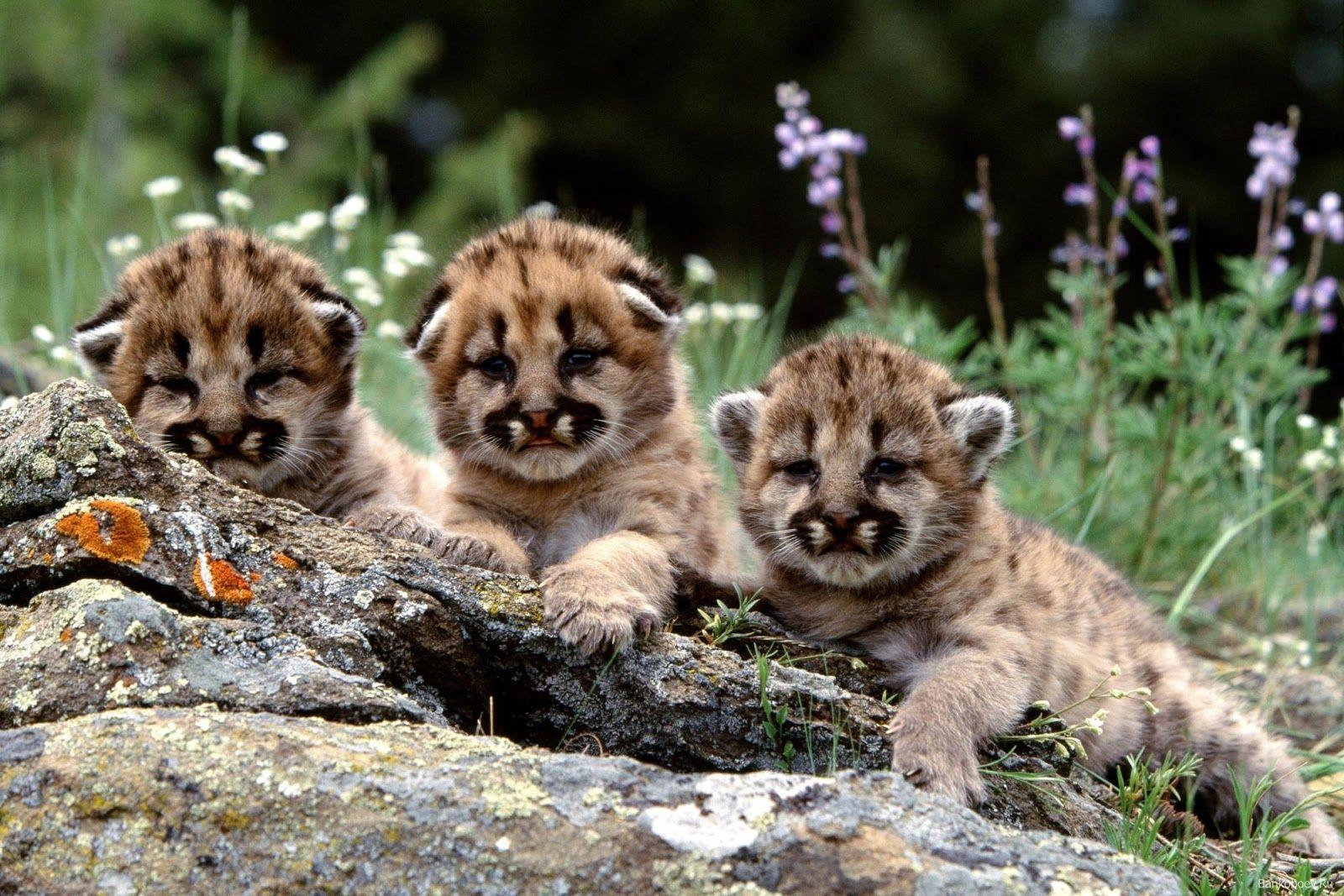 1600x1067 baby cheetah wallpaper