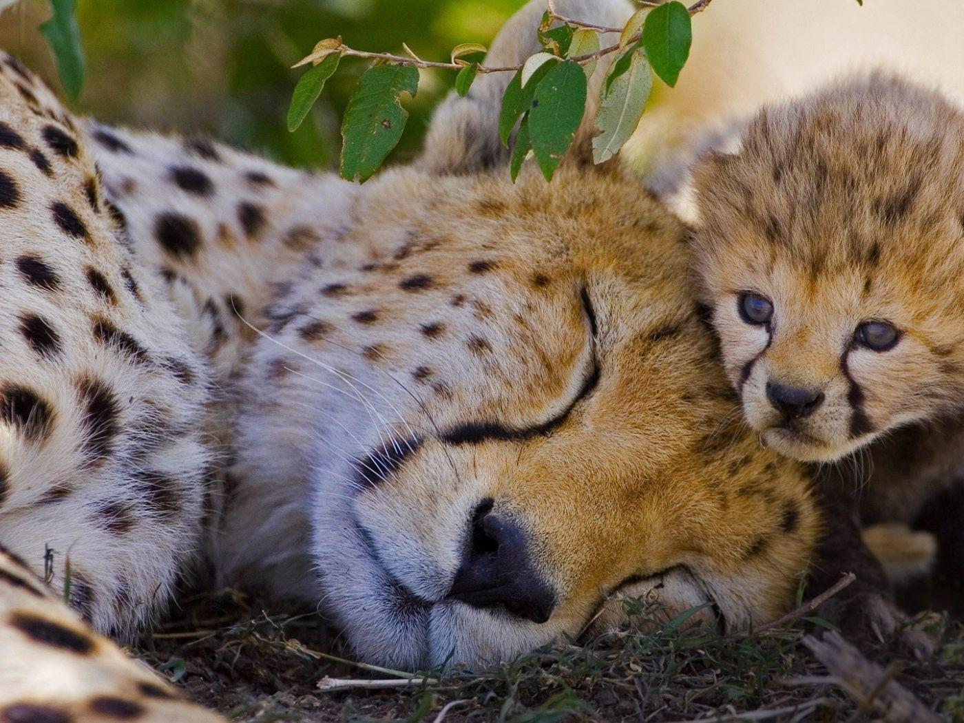 1400x1050 Sleeping cheetah with baby Desktop wallpaper 1400x1050