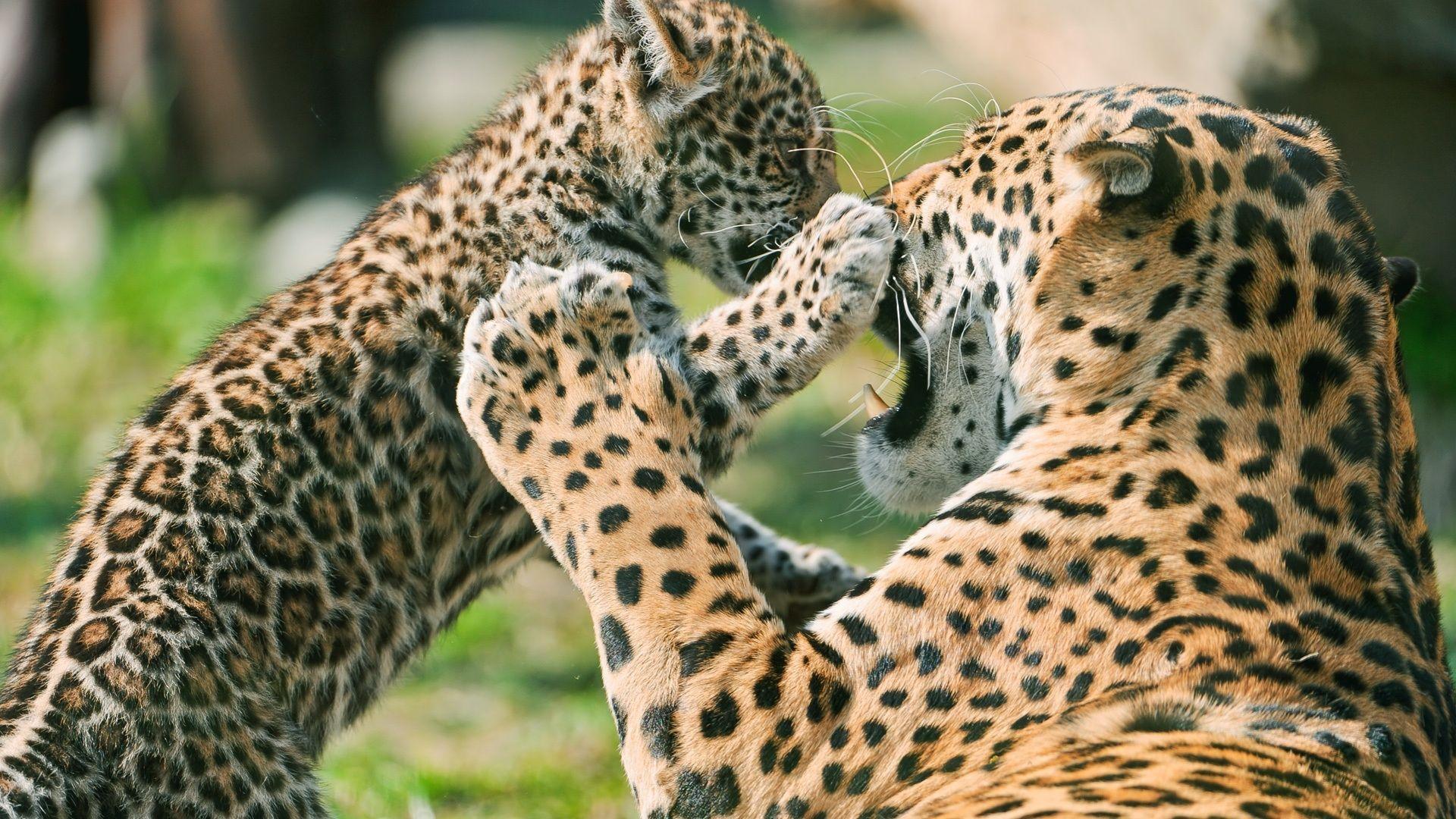1920x1080 Cheetah Running Wallpaper Background Wallpaper HD 1920×1080 Baby