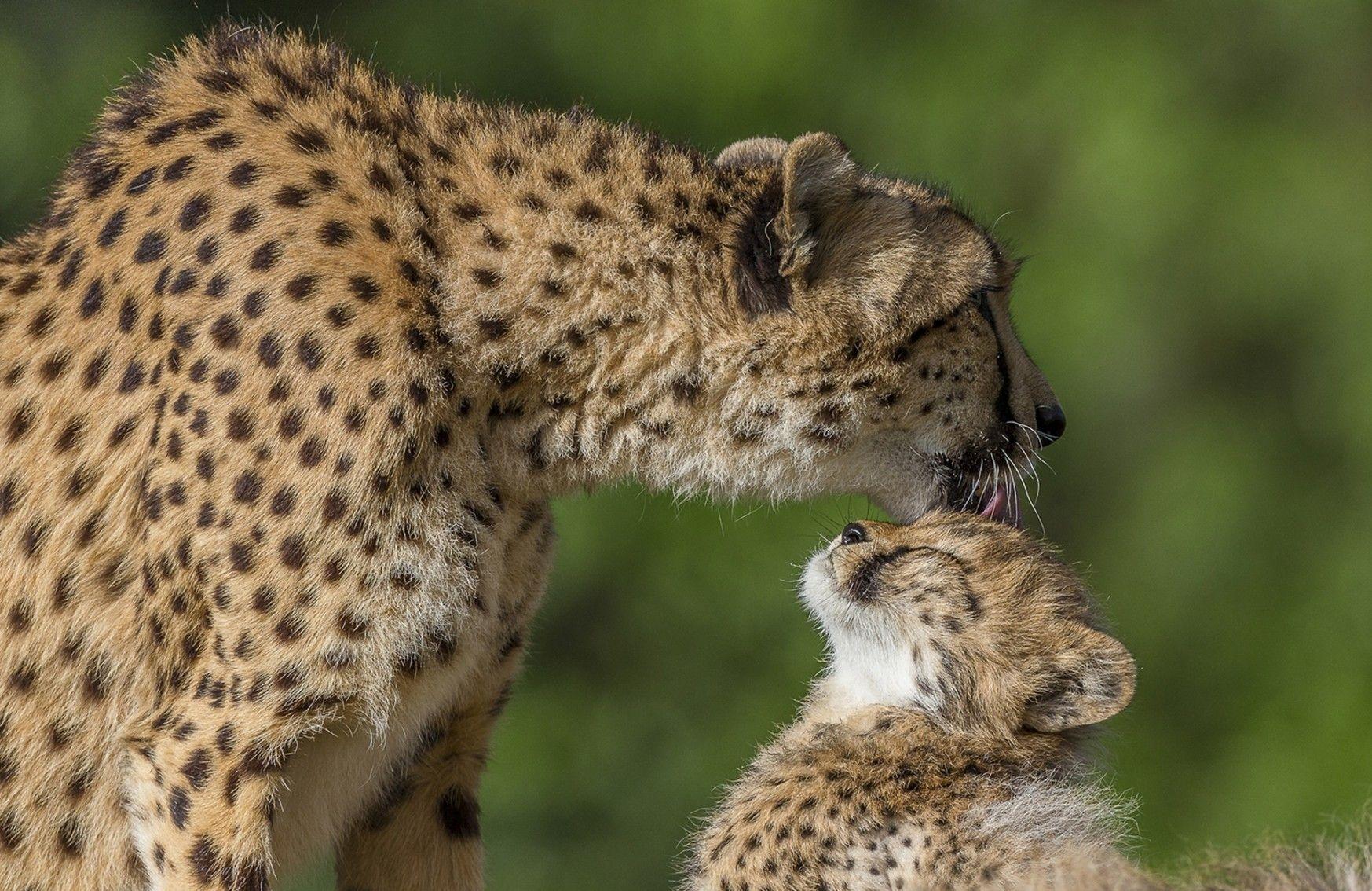 1747x1134 Download 1747x1134 Cheetahs, Big Cats, Baby, Licking, Wild