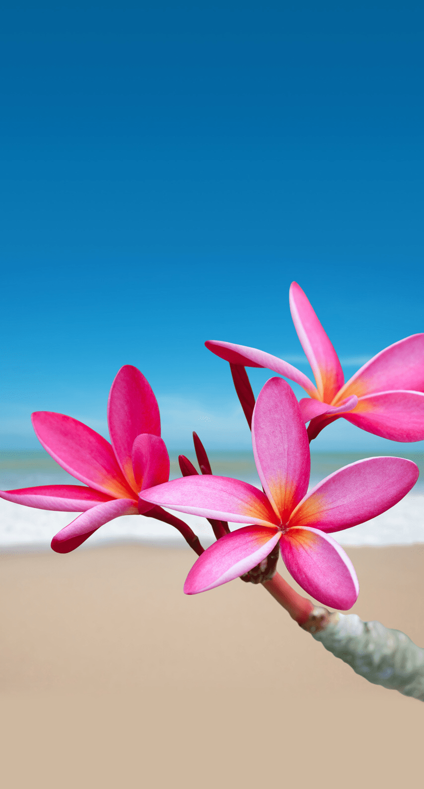 854x1590 wallpaper. Flower wallpaper, Beautiful flowers wallpaper, Pretty