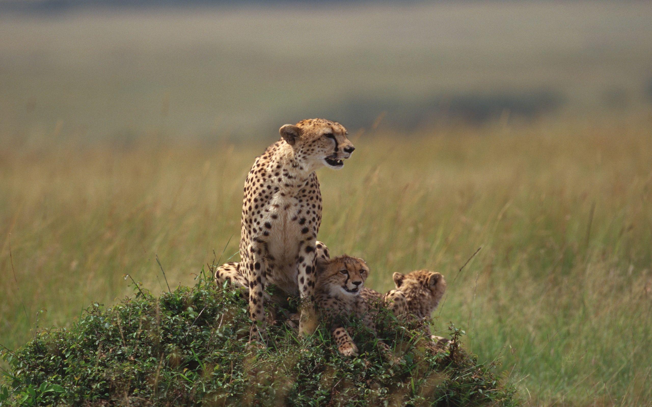 2560x1600 Baby Cheetah Wallpaper