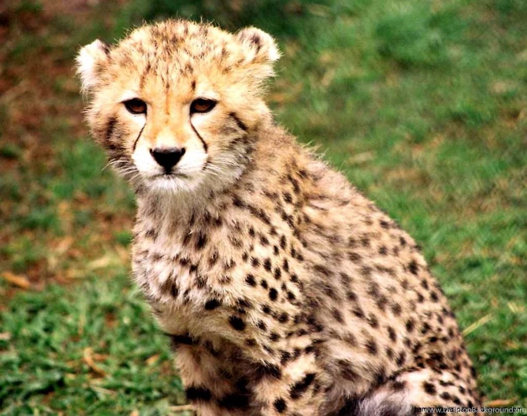 Download Cute Animals Baby Cheetahs Wallpaper  Wallpaperscom