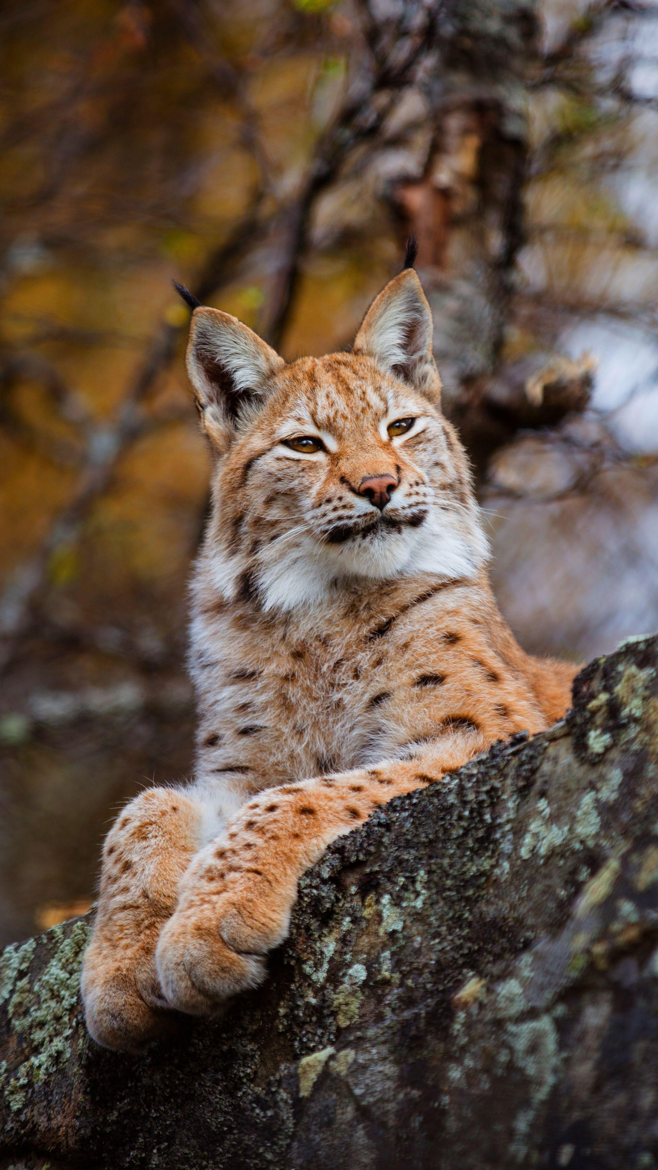 2160x3840 Confident, cat, wildlife, lynx wallpaper. Big cats art, Cat