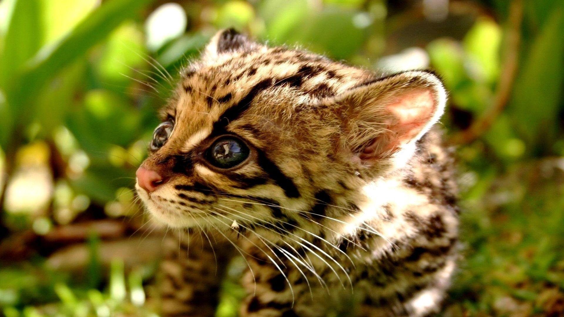 1920x1080 Download wallpaper 1920x1080 baby, cub, kitten, cheetah full HD