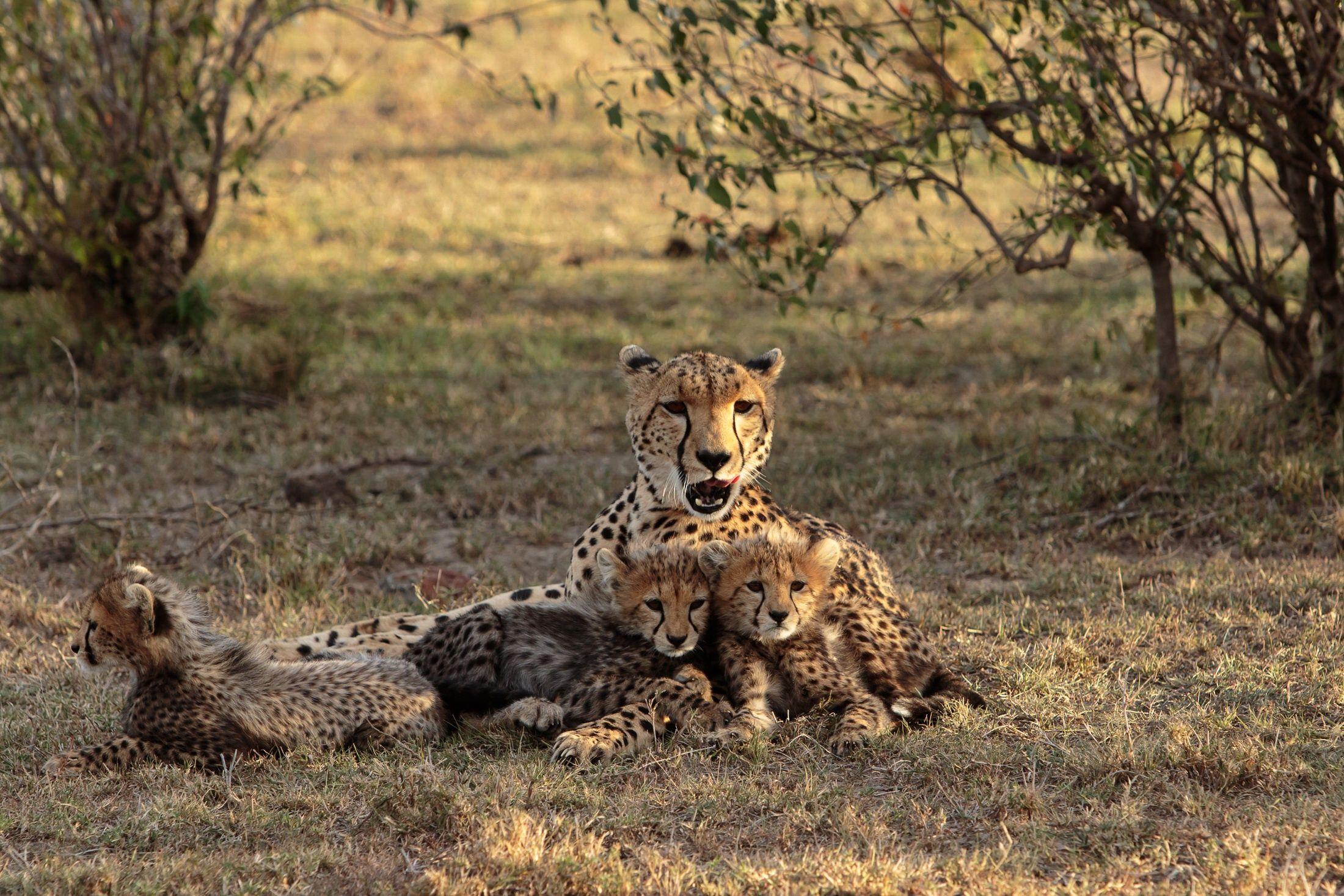 2200x1467 Animal Cheetah Cats Cub Baby Animal Wildlife predator HD Wallpaper