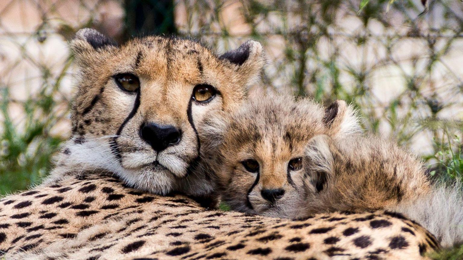 Baby Cheetah Wallpapers - Top Free Baby Cheetah Backgrounds ...