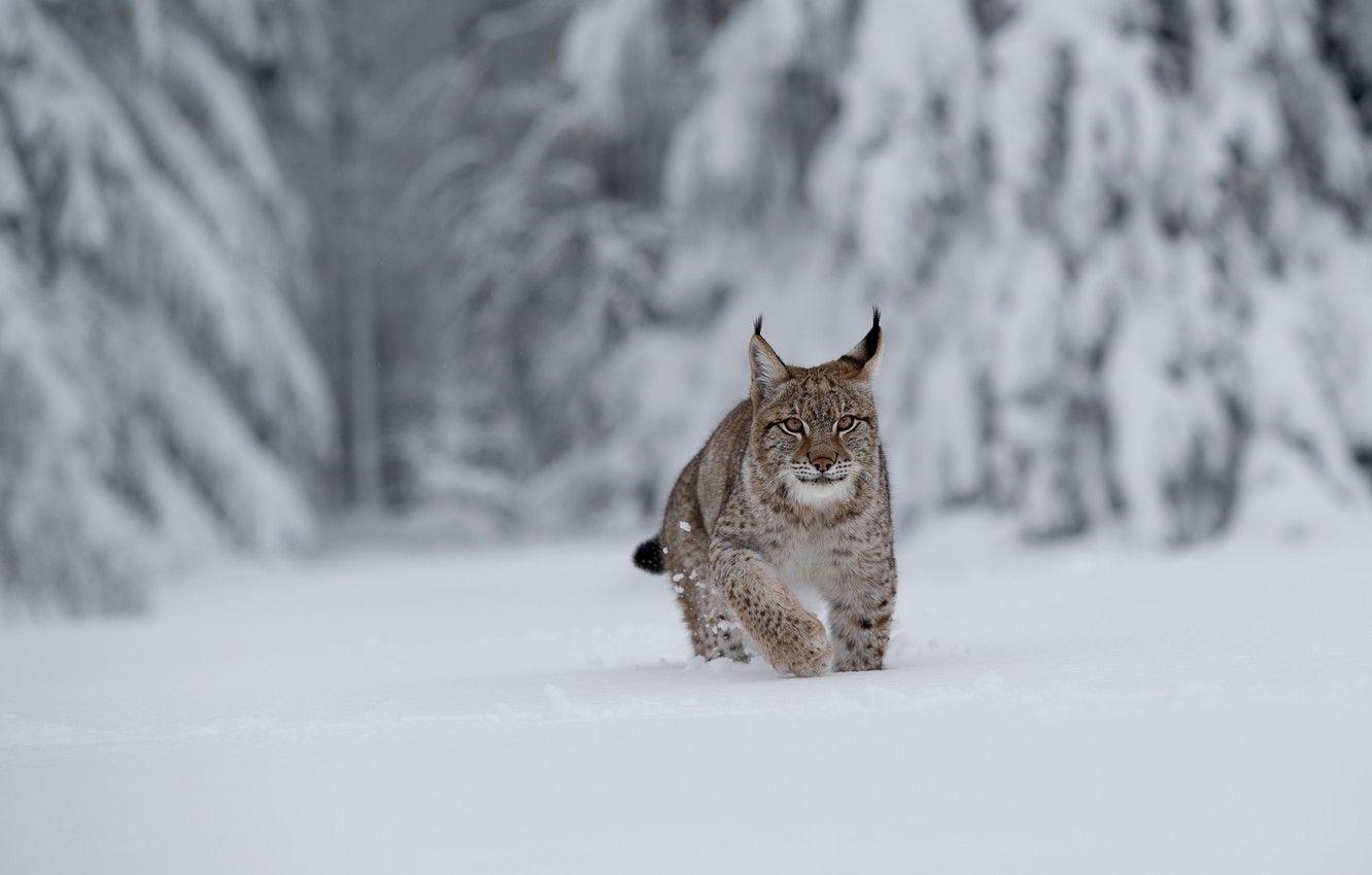 HD desktop wallpaper Winter Snow Animal Cute Baby Animal Lynx  download free picture 1505032