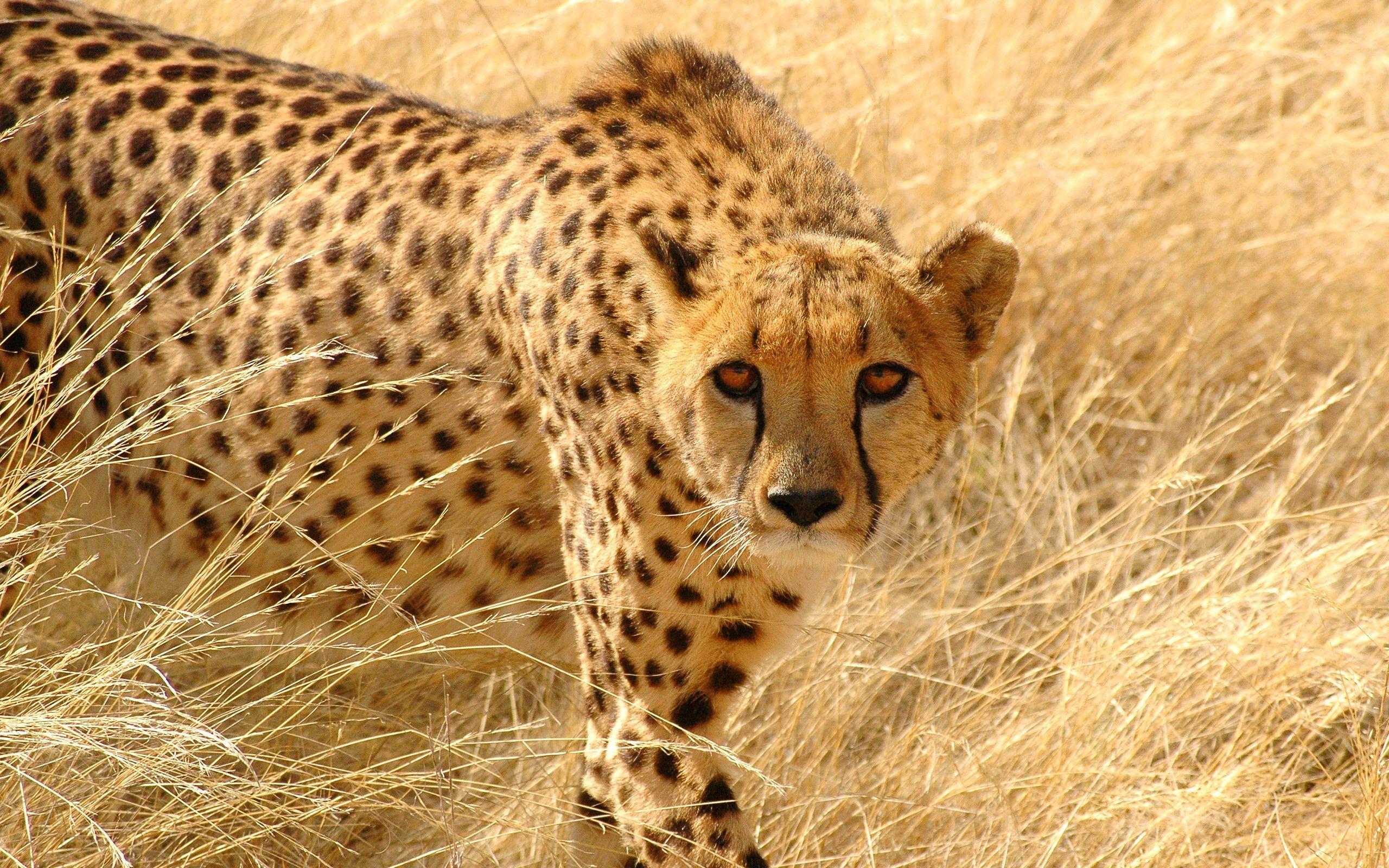 2560x1600 Cheetah Wallpaper 10423 2560x1600px
