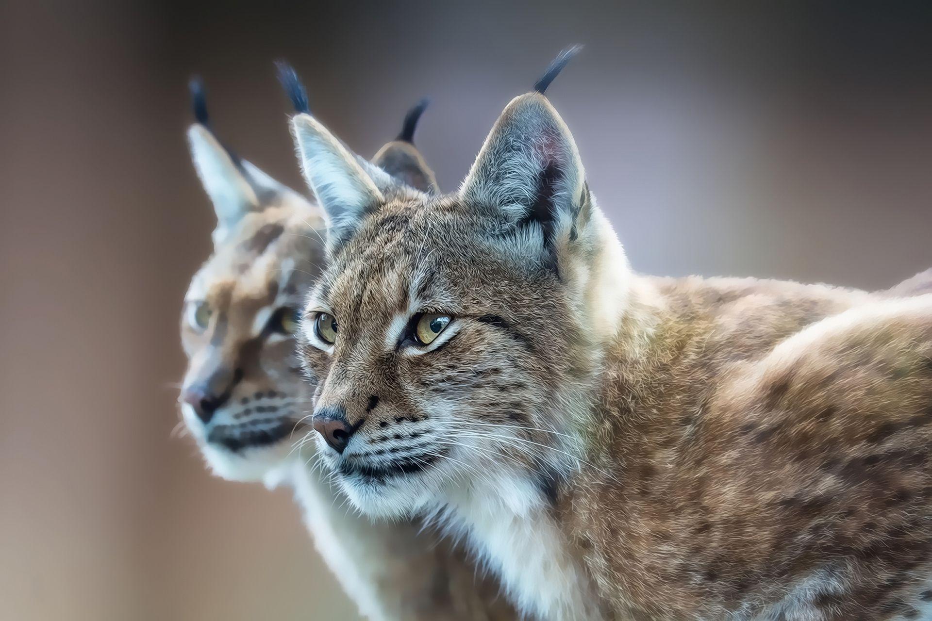 Lynx Wallpapers - Top Free Lynx Backgrounds - WallpaperAccess