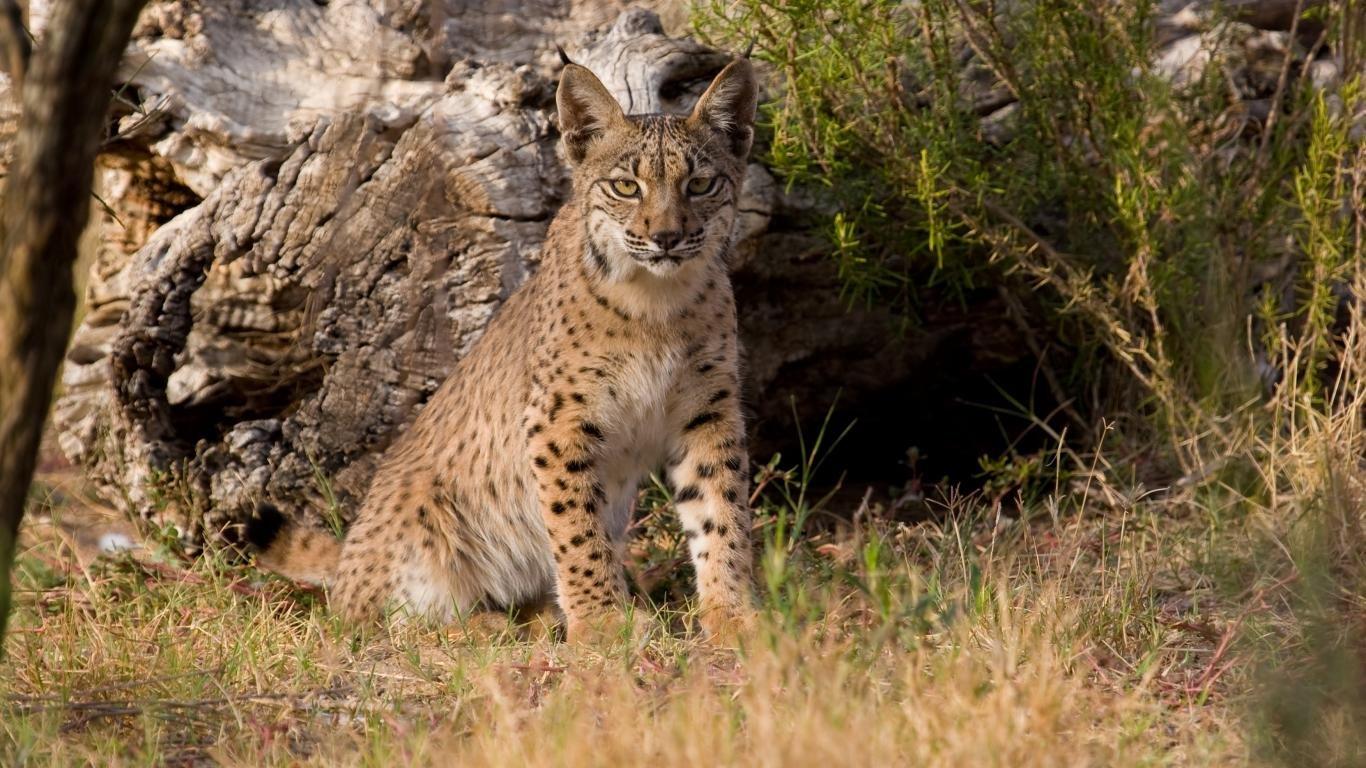 1366x768 Lynx wallpaper 1366x768 (laptop) desktop background