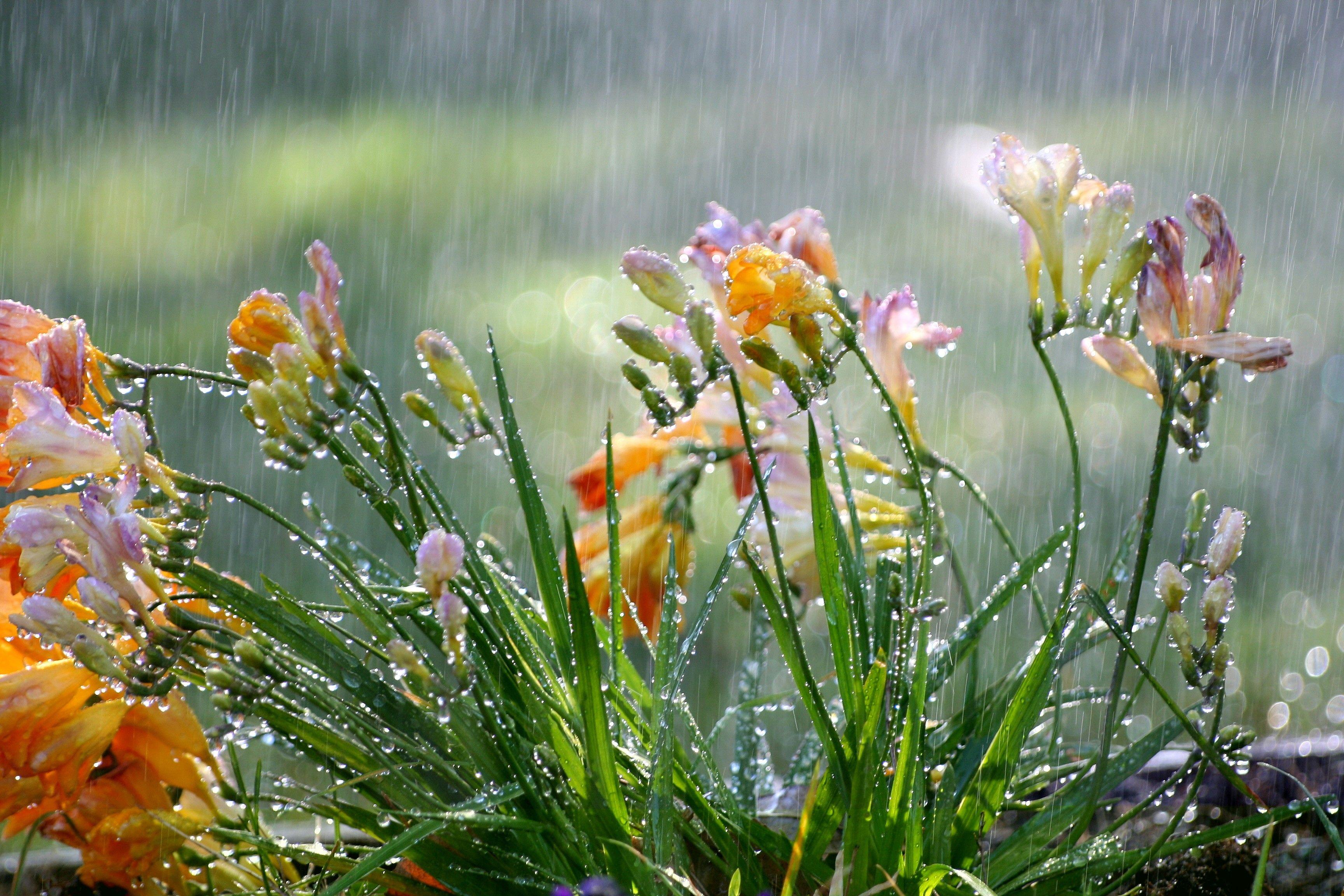 3456x2304 Flower Flowers Freesias Gardens Rain Weather Seasons Plants Summer