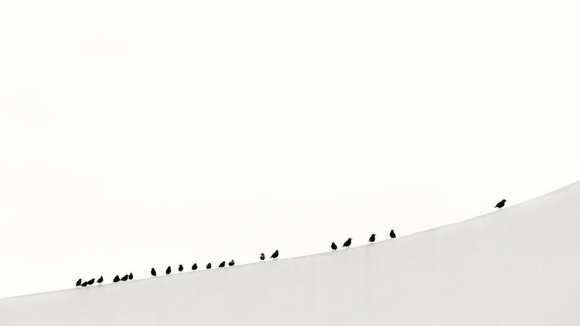 Minimalist Bird Wallpapers - Top Free Minimalist Bird Backgrounds