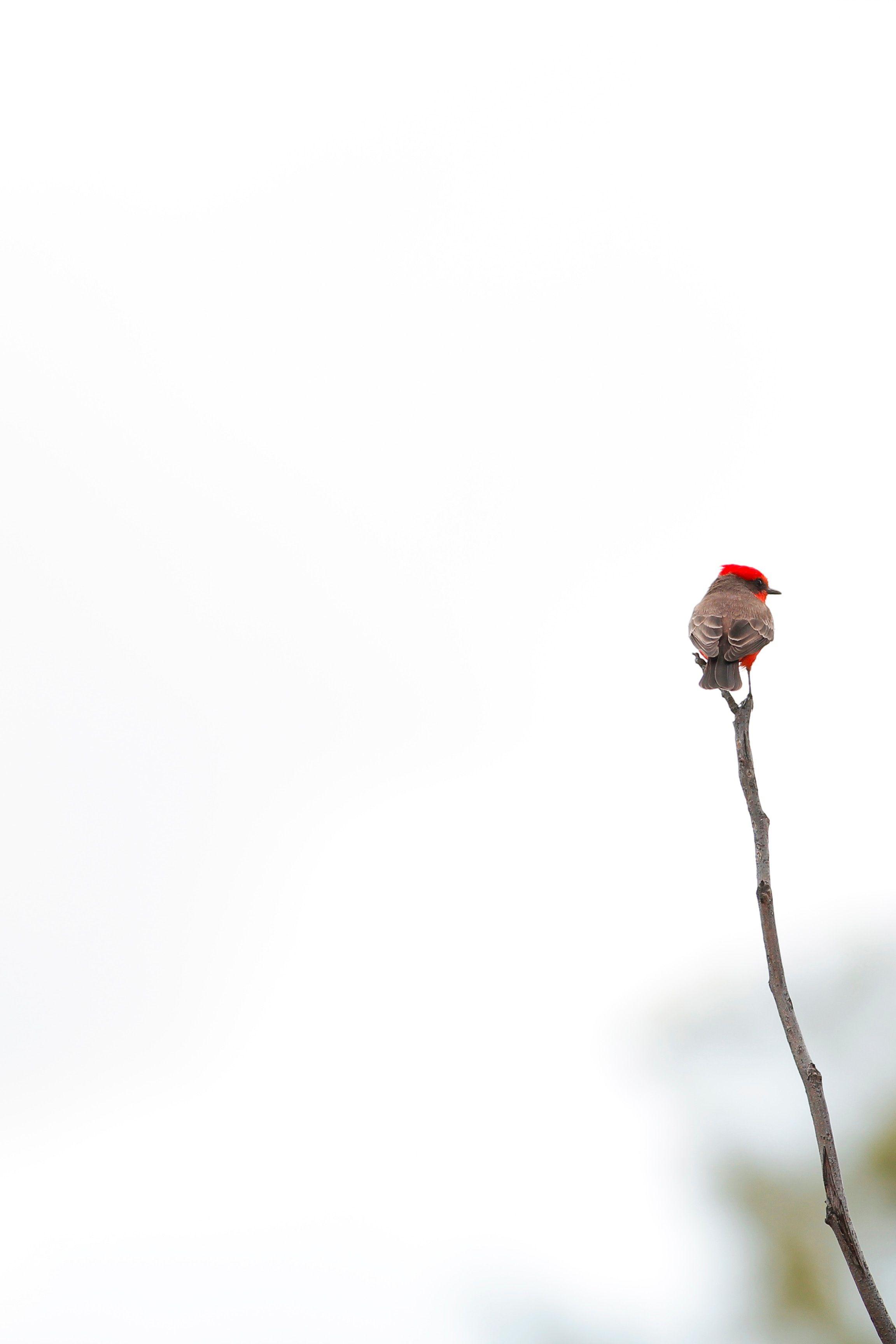 Minimalist Bird Wallpapers - Top Free Minimalist Bird Backgrounds