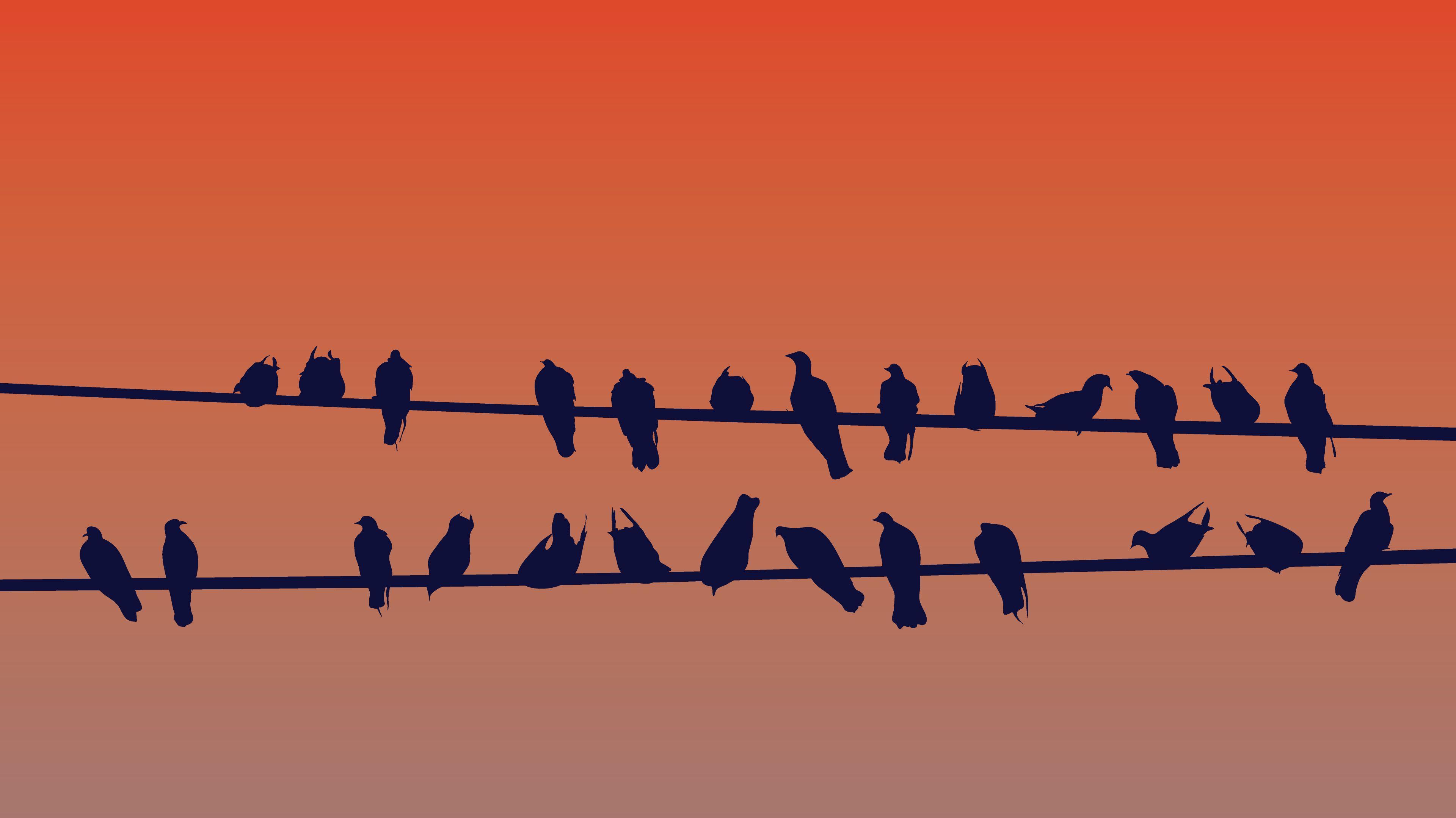 3840x2160 Birds of a Feather