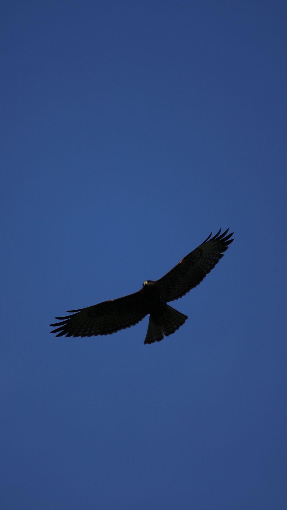 938x1668 Wallpaper Hawk, Bird, Predator, Flight, Sky, Minimalism