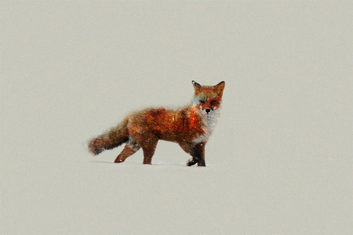 1151x768 Minimalist Fox Wallpaper