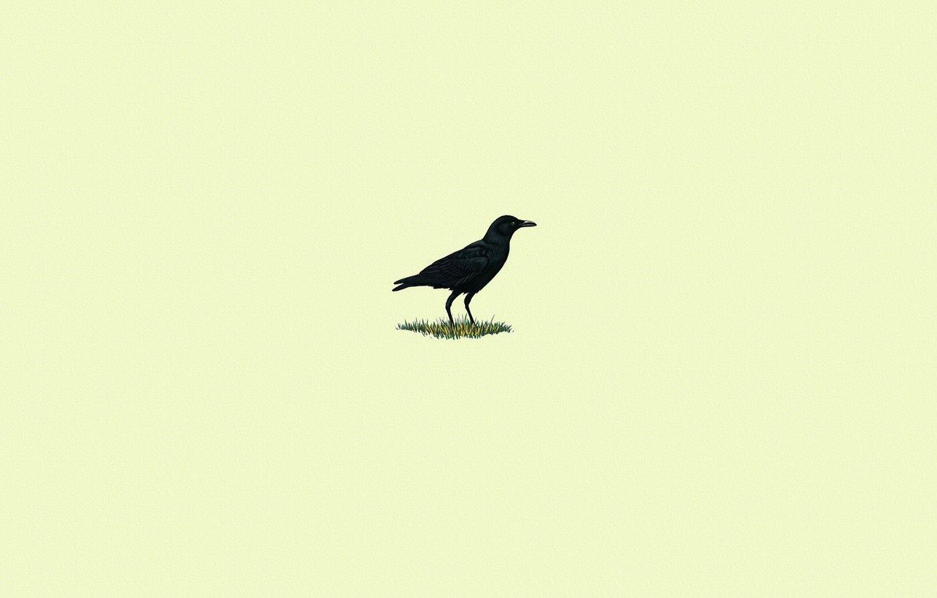 Minimalist Bird Wallpapers - Top Free Minimalist Bird Backgrounds