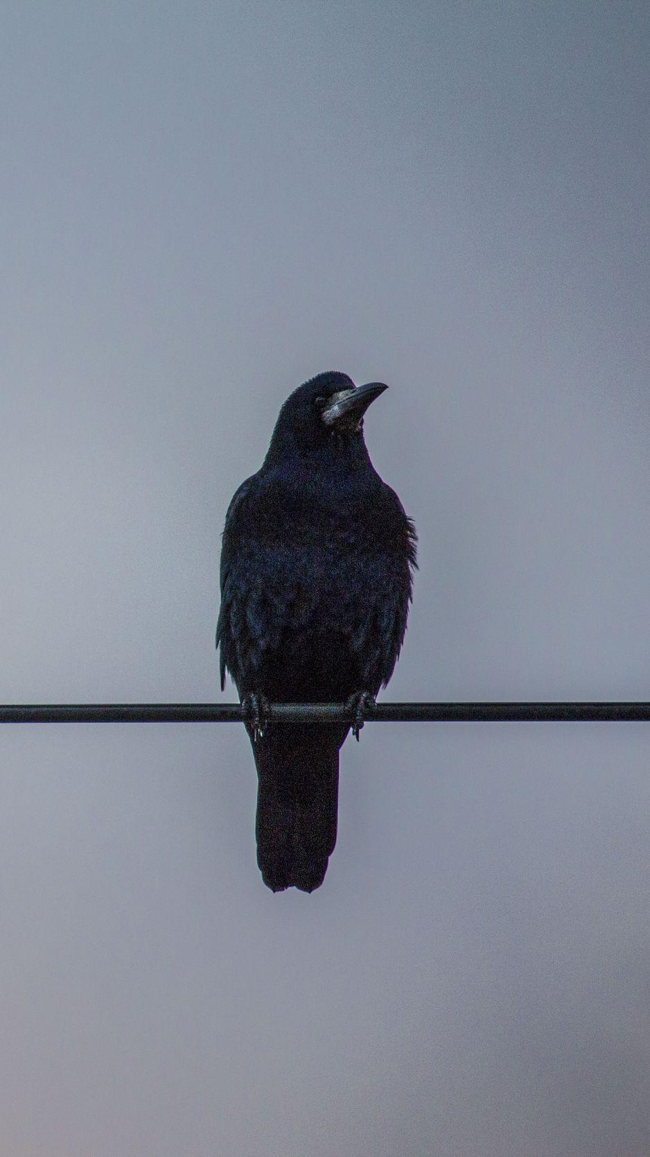 938x1668 Download Wallpaper 938x1668 Crows, Wires, Birds Iphone 8 7 6s 6