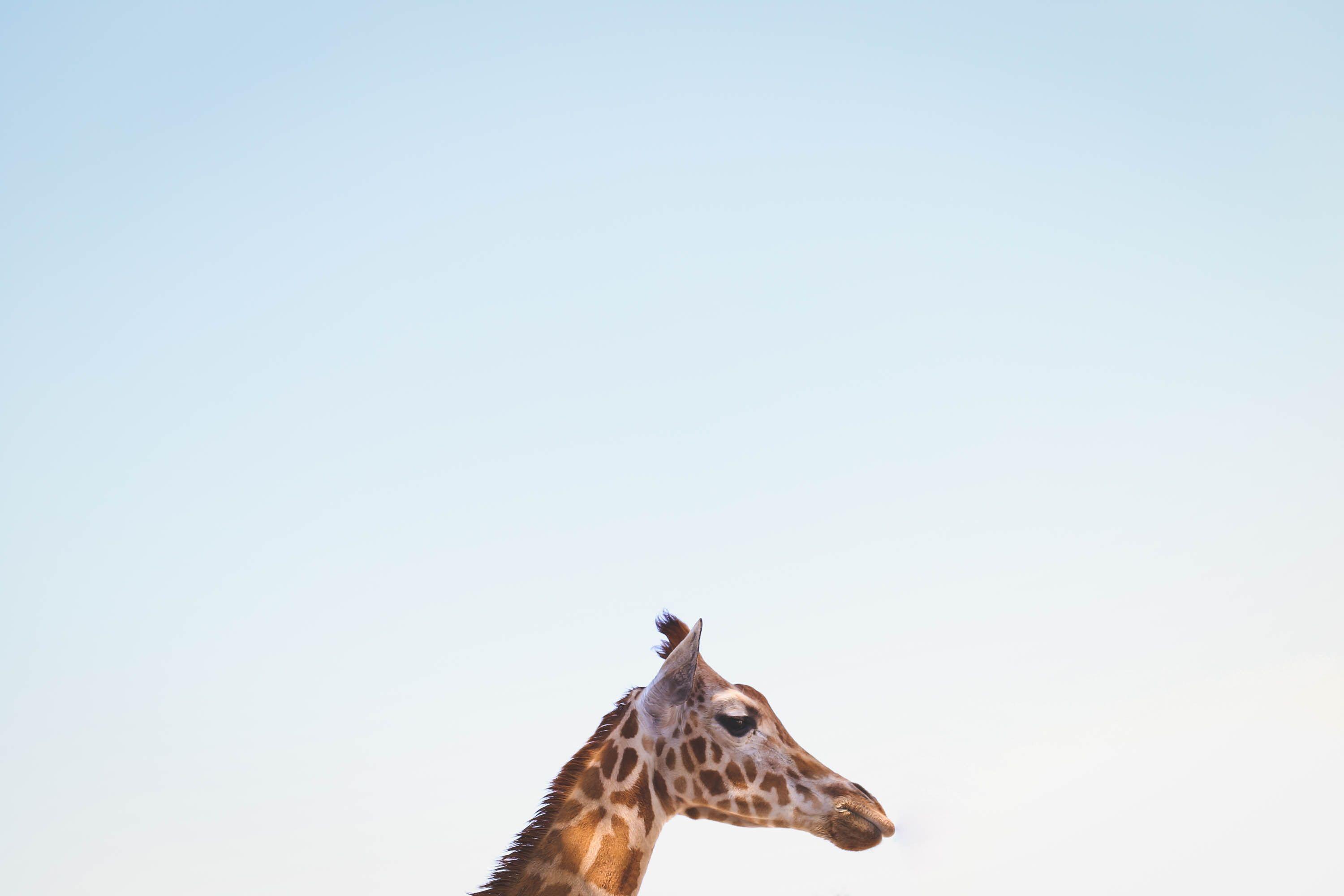3000x2000 3000x2000 #animal background, #animal, #wallpaper, #minimalist, #giraffe, #neck, #desktop wallpaper, #day, #minimal, #amazing wallpaper, #desktop background, #giraffe head, #cute, #Free picture, #minimal portrait, #desktop background, #soft