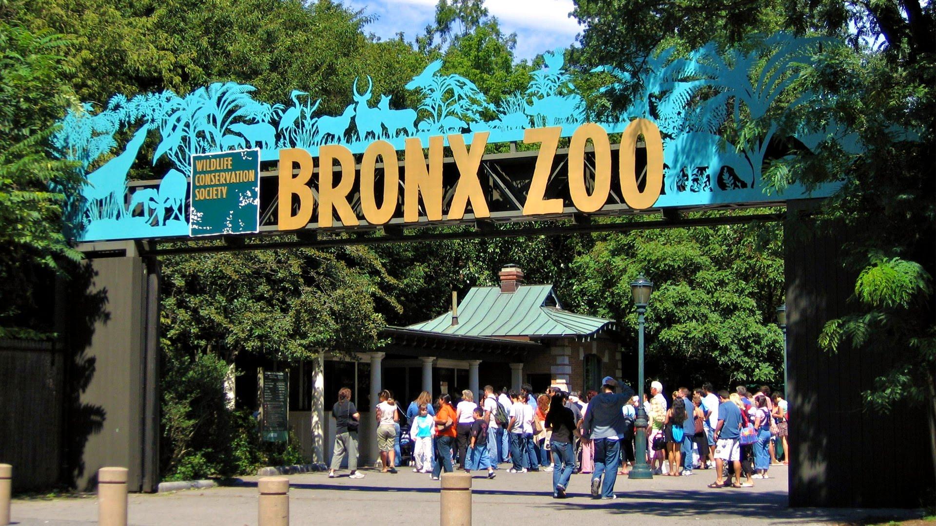 Bronx Wallpapers - Top Free Bronx Backgrounds - WallpaperAccess