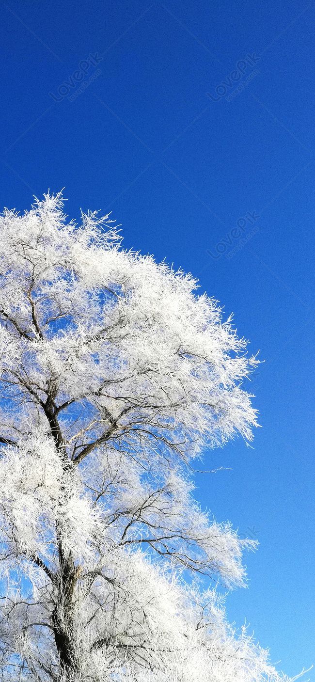 650x1407 Jilin Rime Island Mobile Wallpaper Image Free Download
