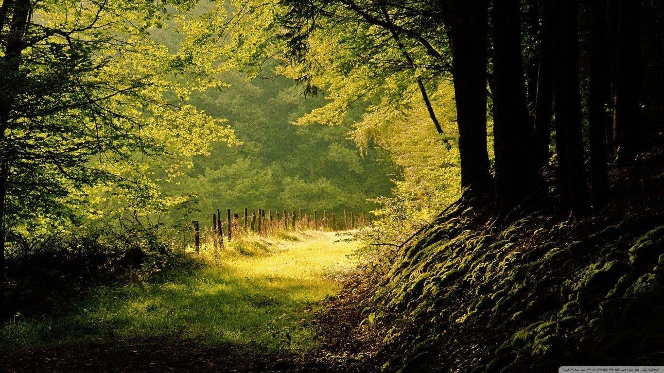 1366x768 Anime Forest Background Forest Wallpaper Hd, HD