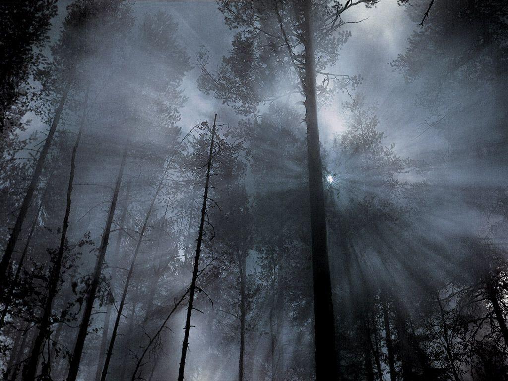 1024x768 Foggy Forest Wallpaper