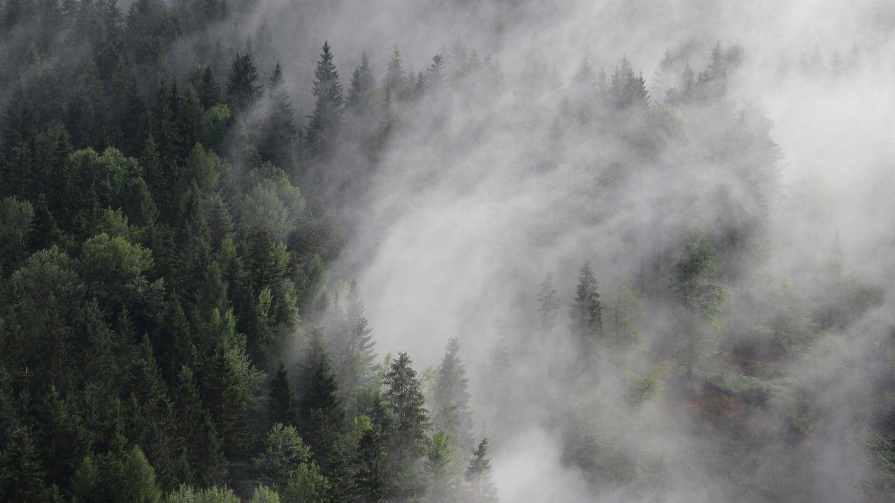 1280x720 Wallpaper Austria, 4k, 5k wallpaper, 8k, forest, fog, mist, pines
