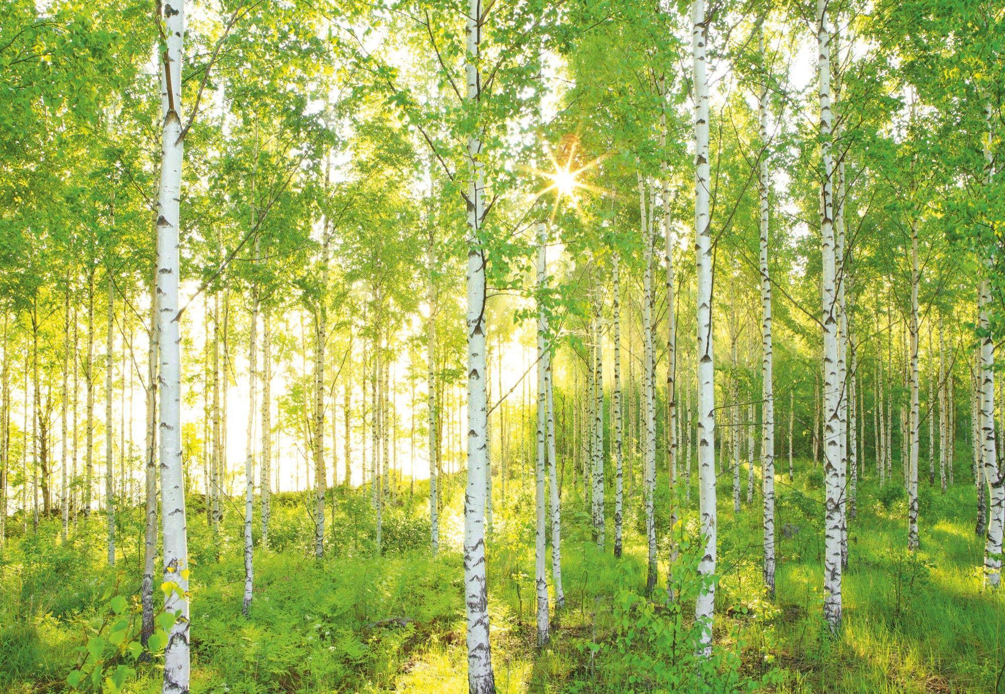 2000x1380 Photo wallpaper 368x248cm Green Summer forest feature wall mural