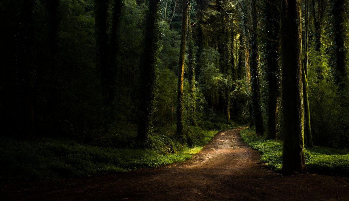 1212x700 Summer forest road wallpaperx1183