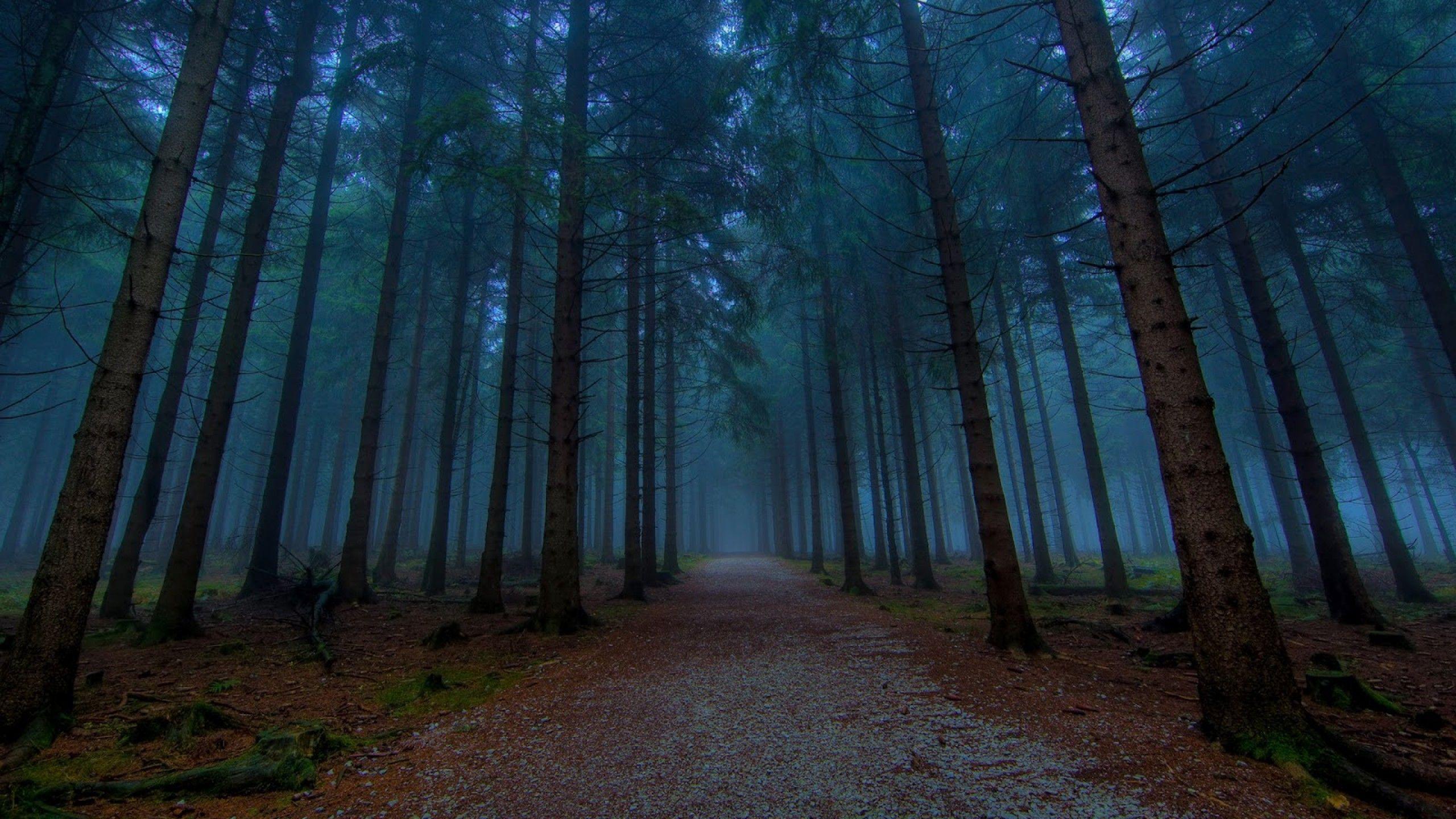 2560x1440 Download 2560x1440 forest, tree, mist, fog, forest road Wallpaper