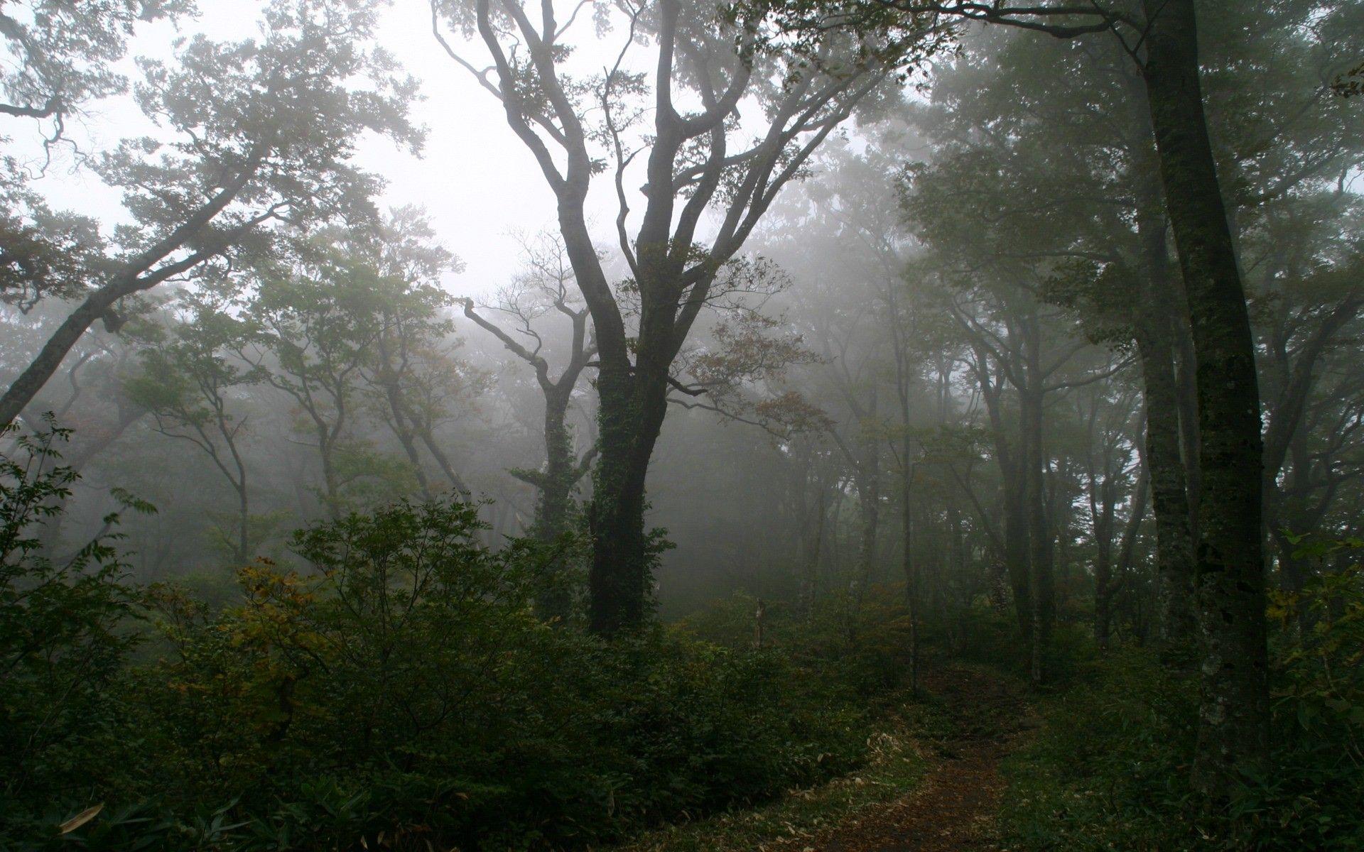 1920x1200 Foggy Forest Wallpaper