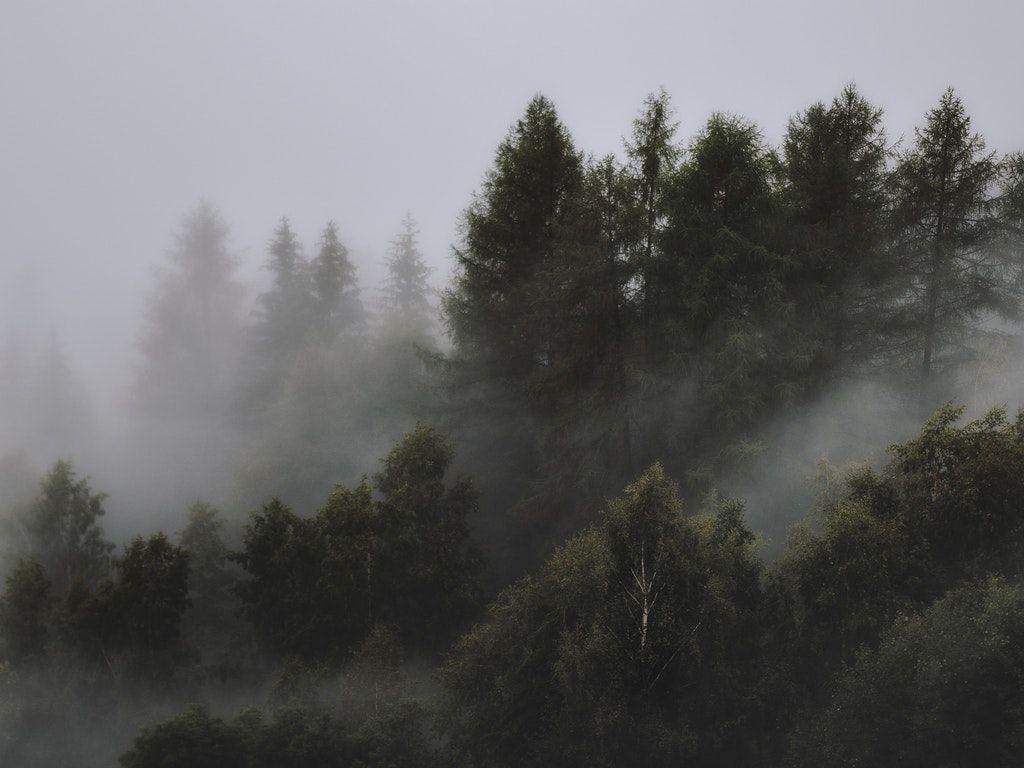 1024x768 Photo of Foggy Forest HD Wallpaper