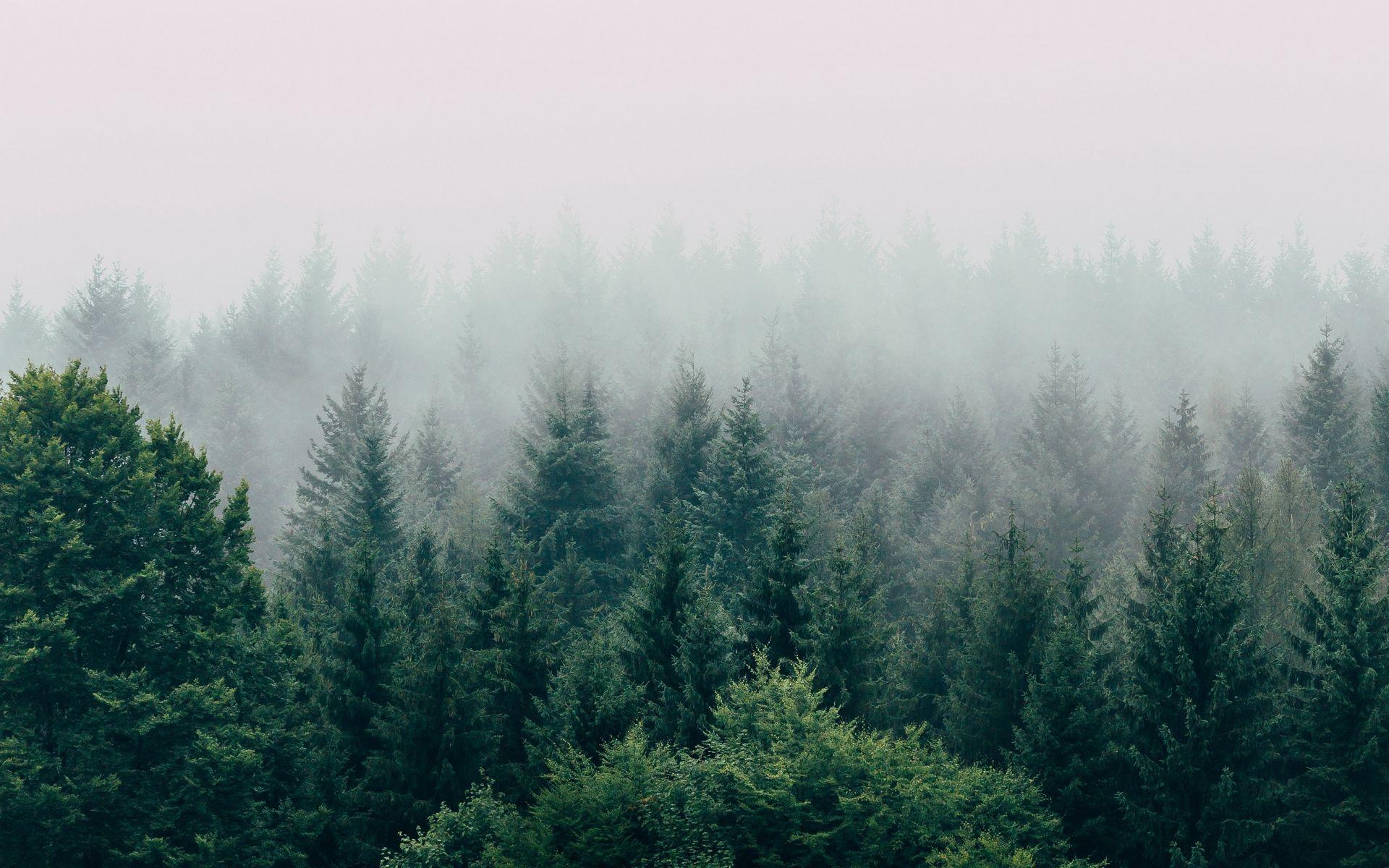 1920x1200 Fog forest wallpaper Wallpaper Stores