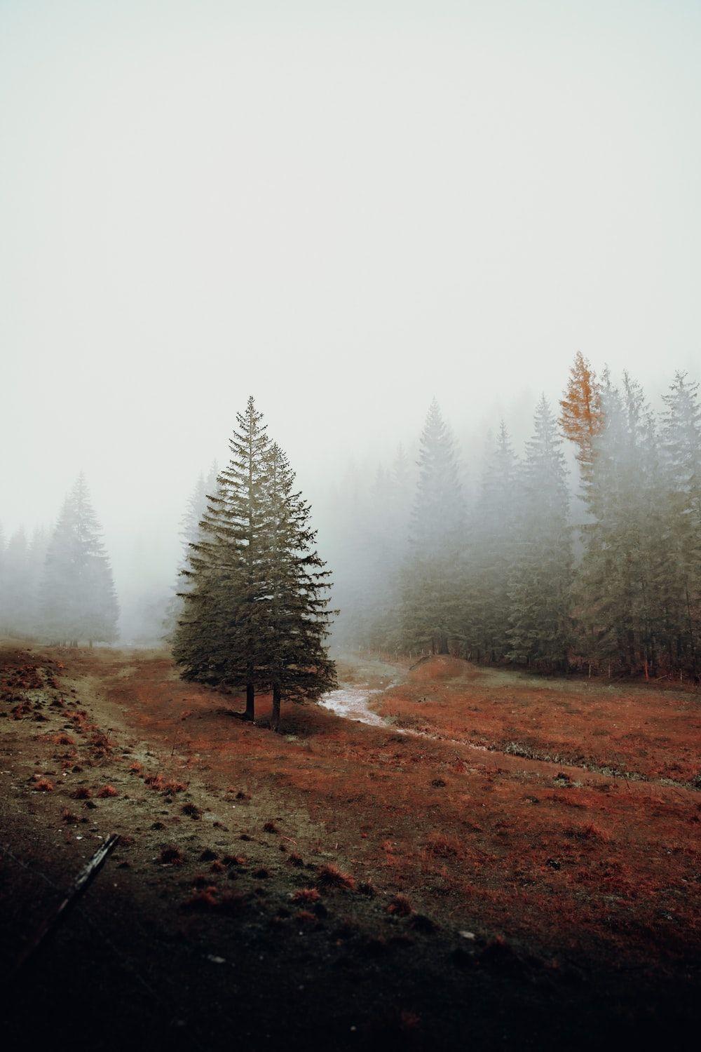 1000x1500 Forest Fog Picture. Download Free Image