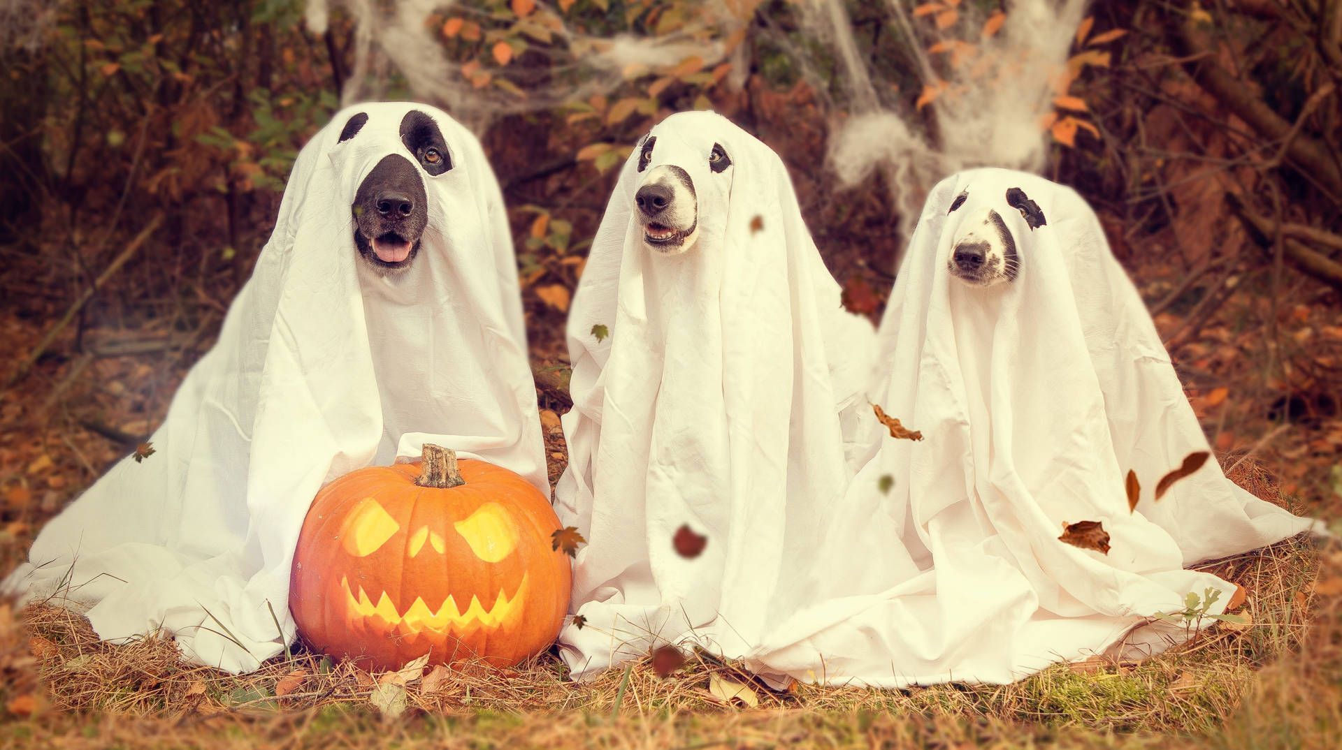 1920x1074 Download Adorable Dog Dressed in Ghostly Fashion for Halloween Wallpaper