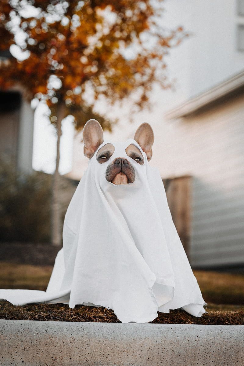 800x1198 HD ghost dog wallpaper