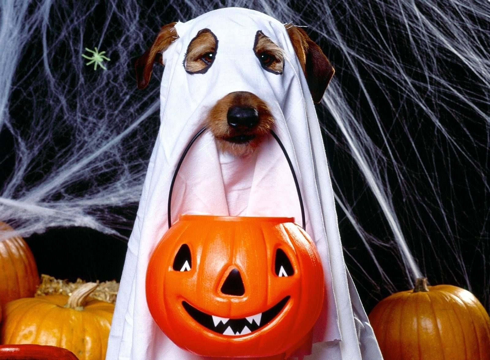 1600x1175 Download Ghostly Goodness! Wallpaper